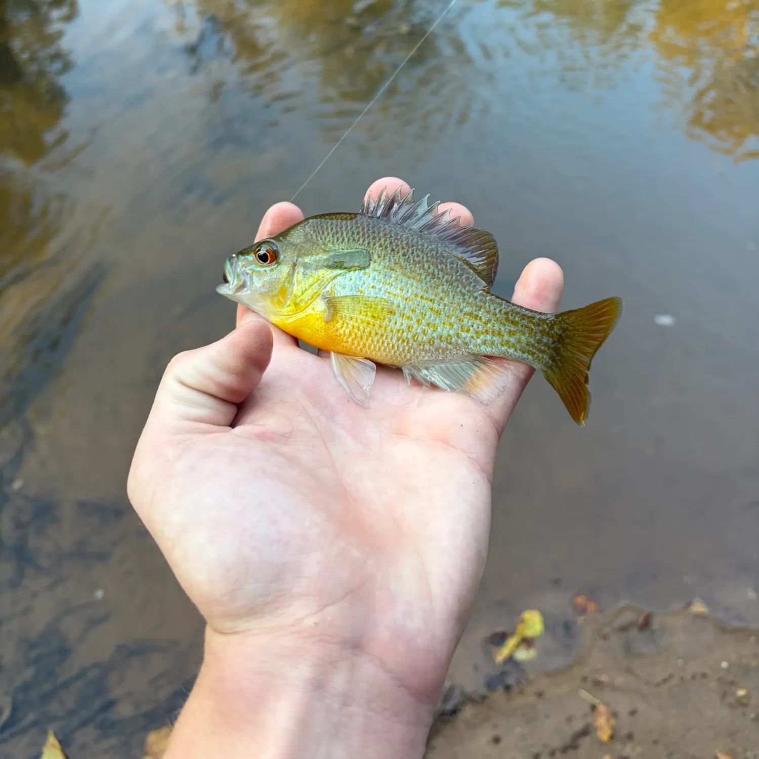 Redbreast sunfish caught on Fishbrain