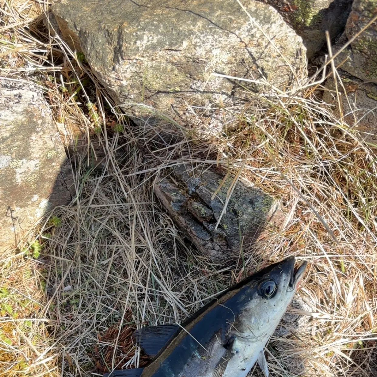 Atlantic pollock caught on Fishbrain