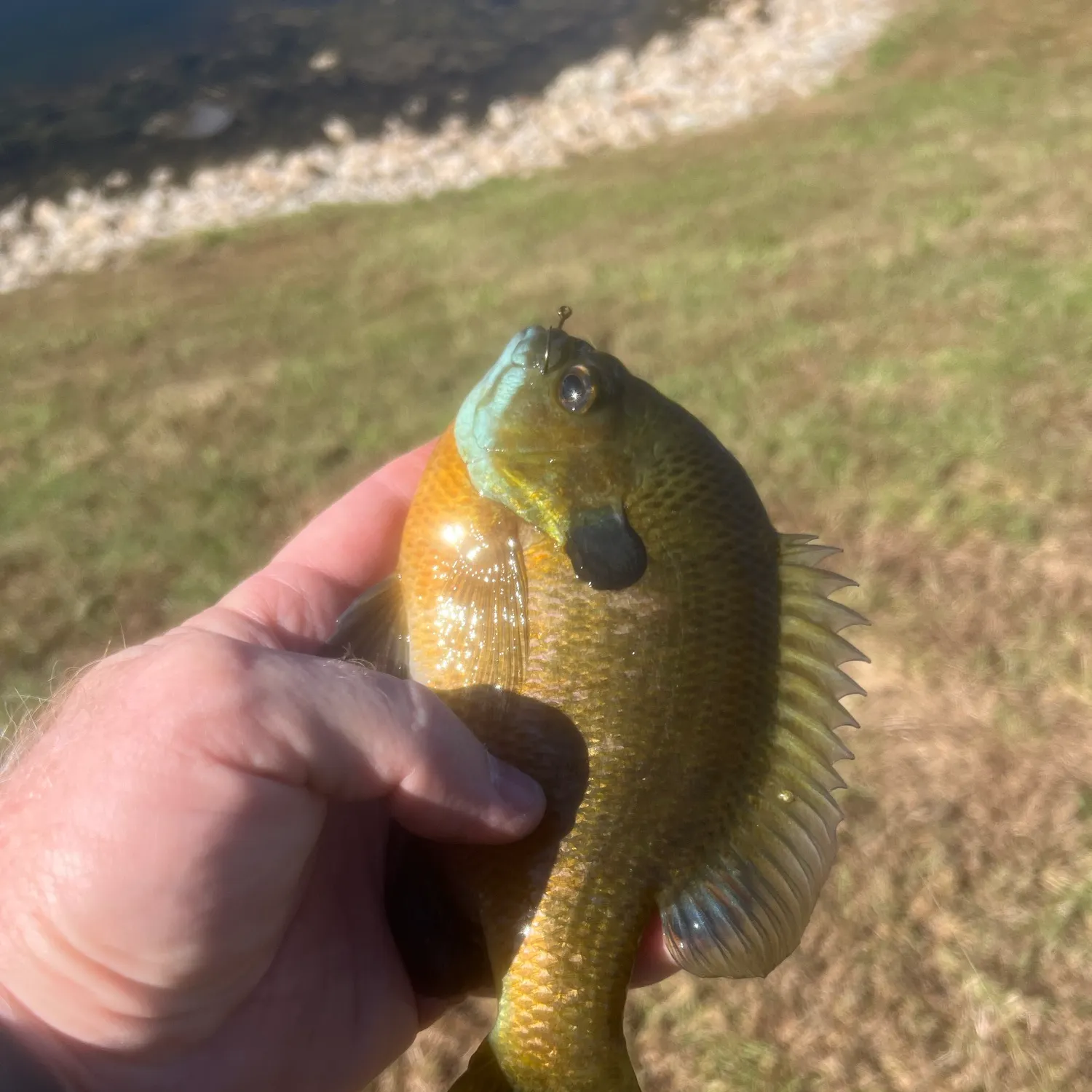 Bluegill caught on Fishbrain