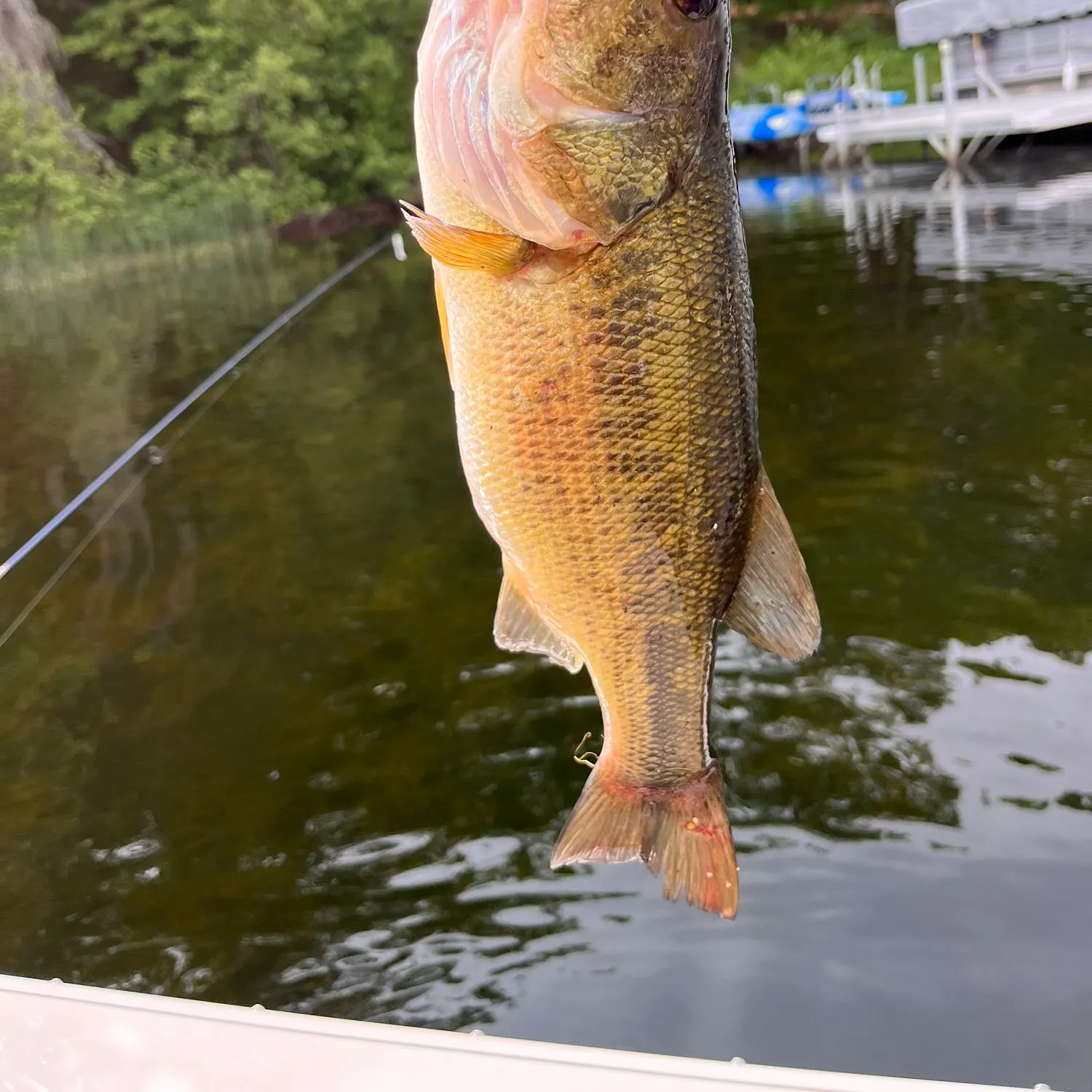 angler catch