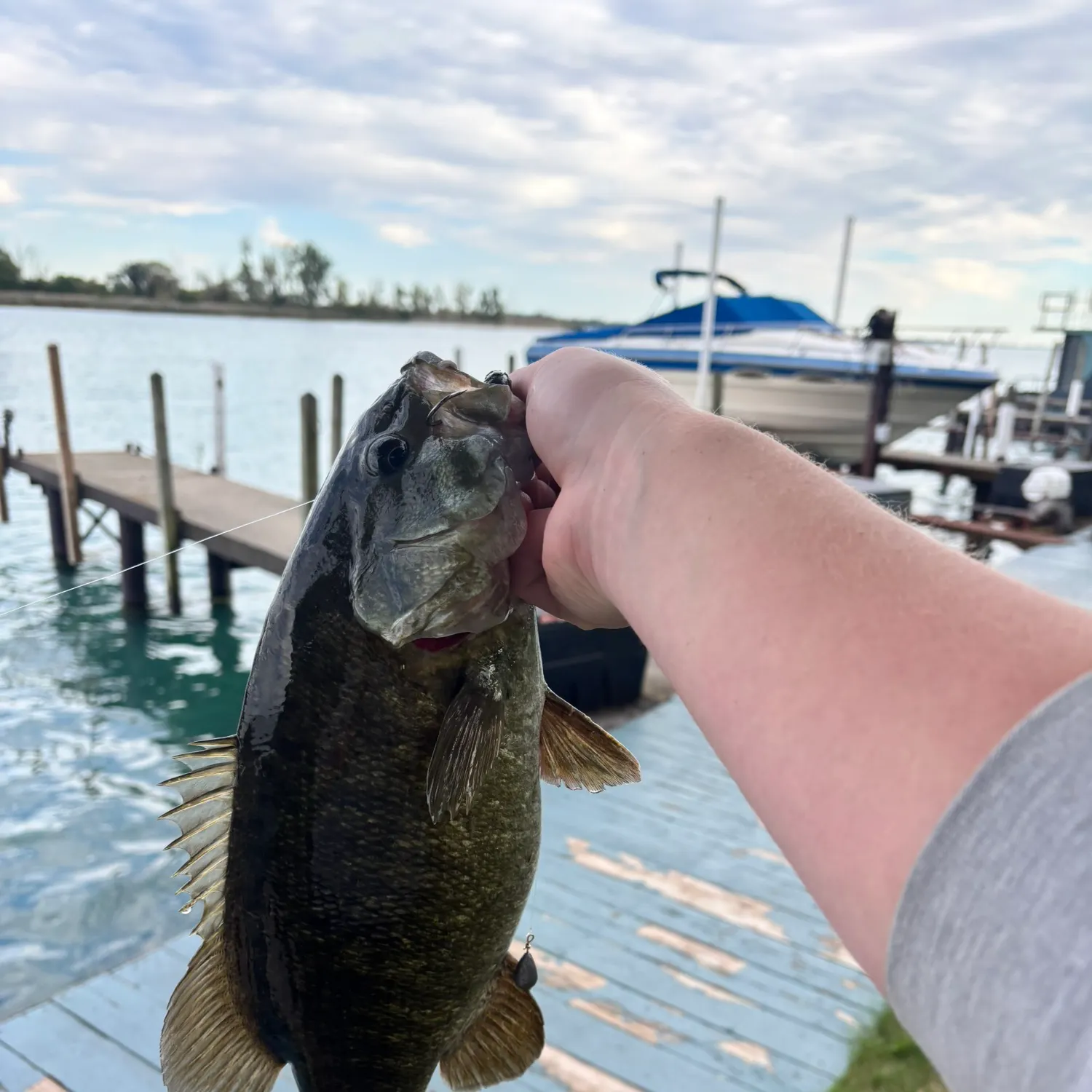 Smallmouth bass caught on Fishbrain