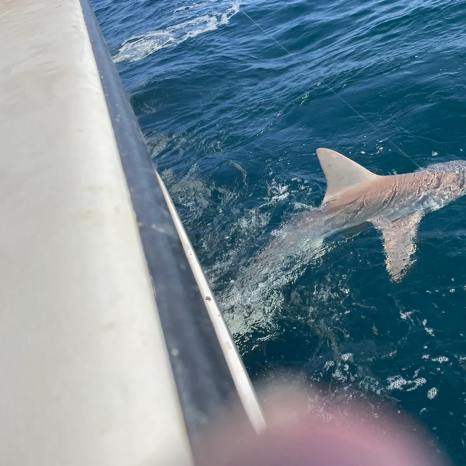 The most recent Blacktip shark catches on Fishbrain
