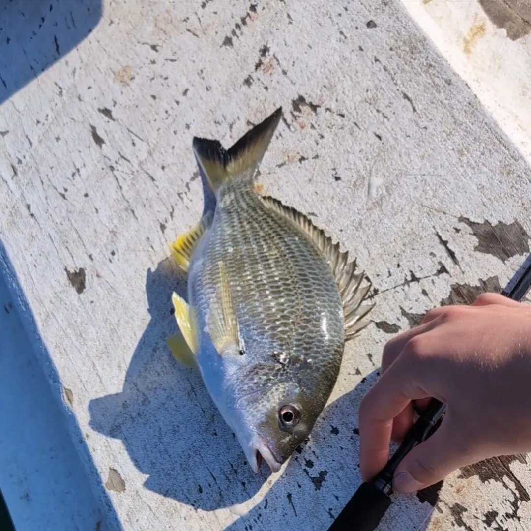 Surf bream caught on Fishbrain