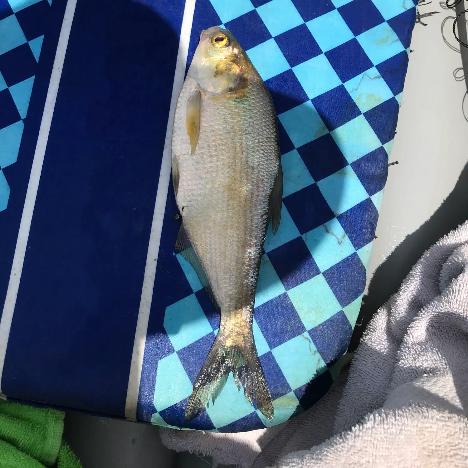 angler catch