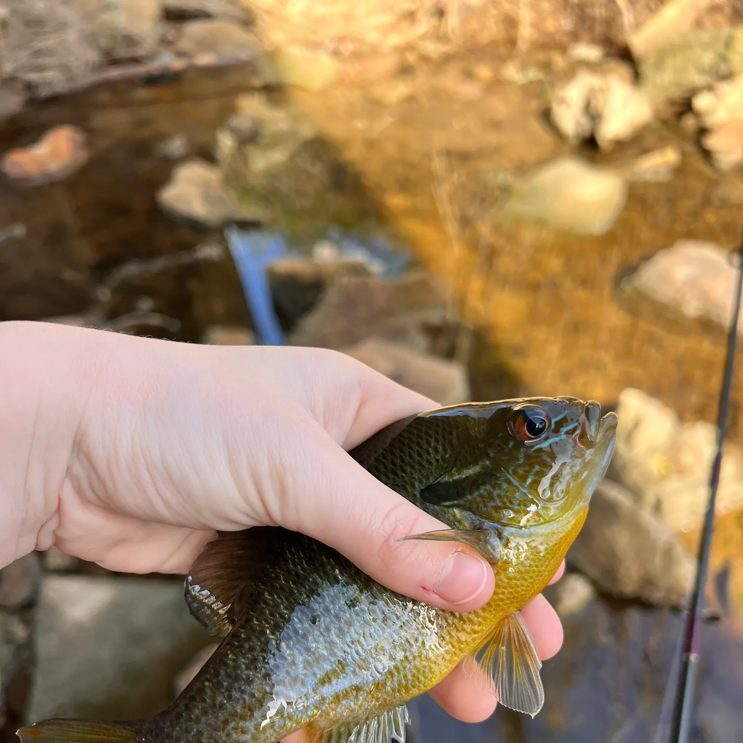 The most recent Redbreast sunfish catches on Fishbrain