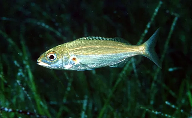 Axillary seabream