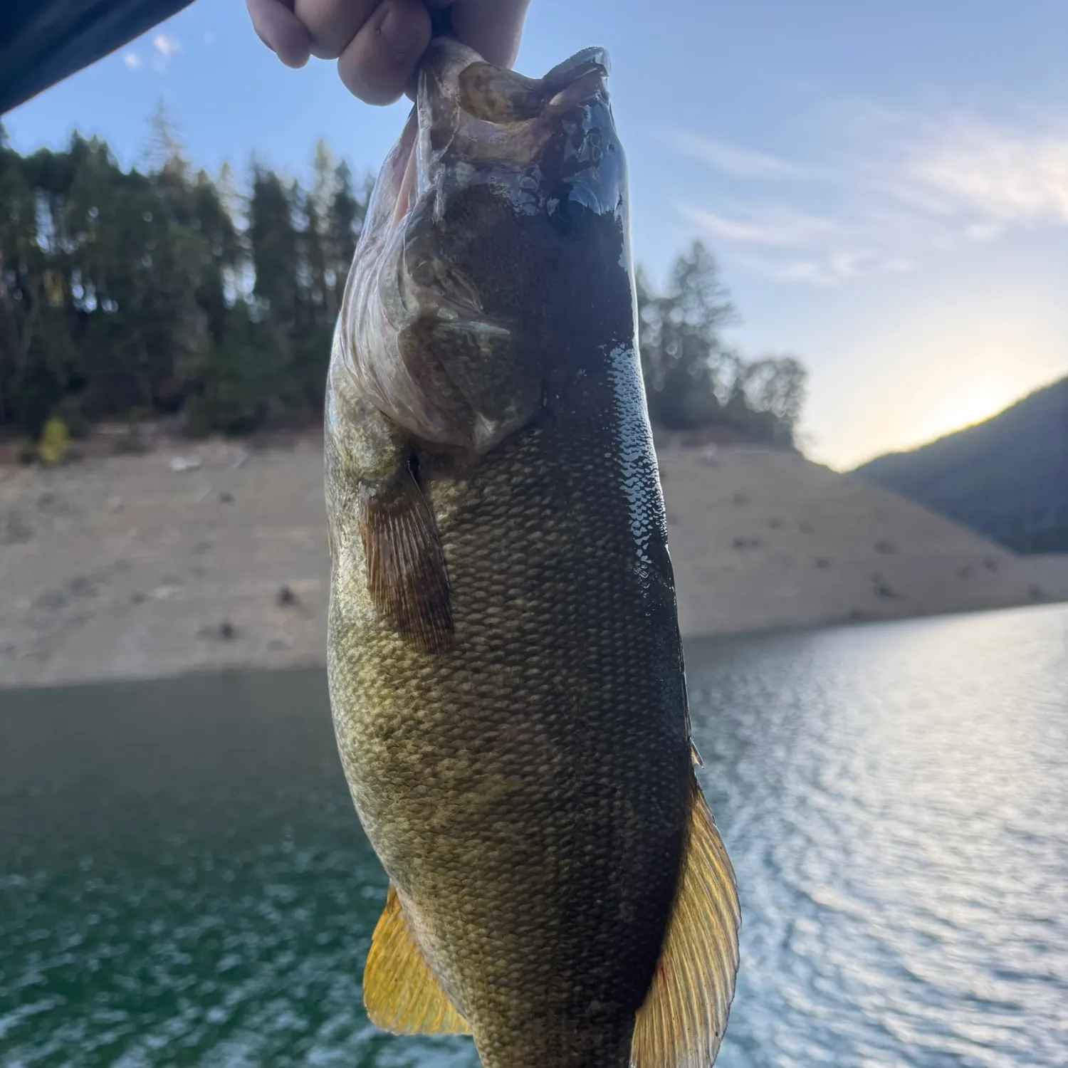 Smallmouth bass caught on Fishbrain