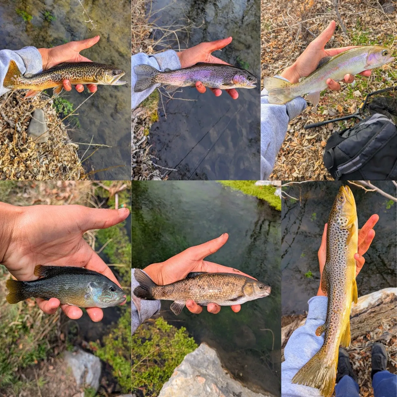 The most recent Utah chub catches on Fishbrain