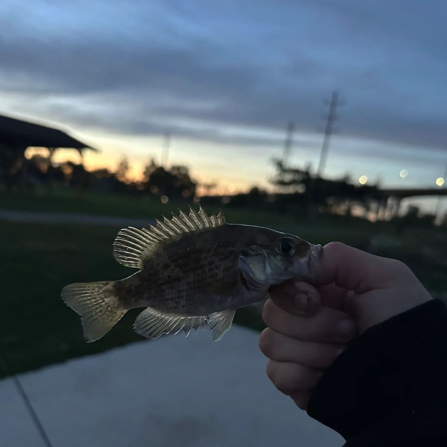 Shadow bass caught on Fishbrain