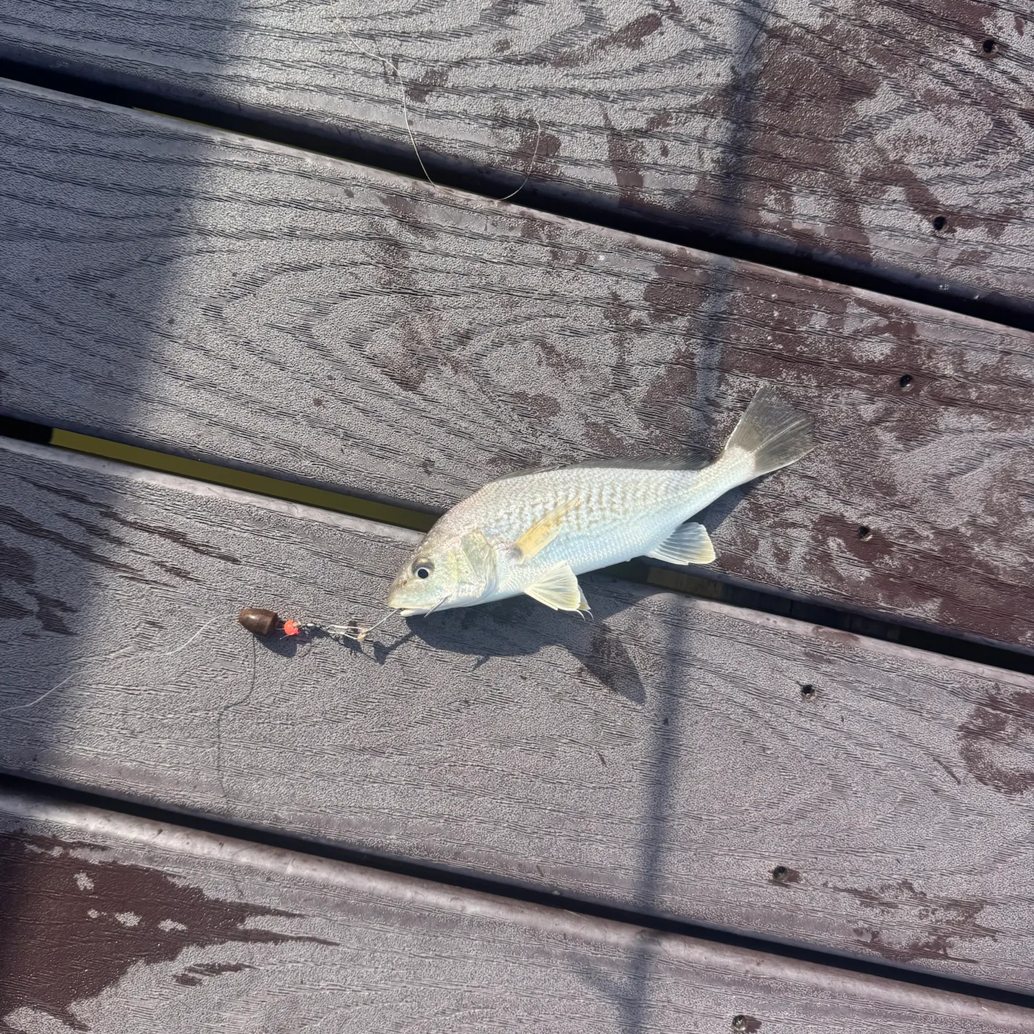 Atlantic croaker caught on Fishbrain