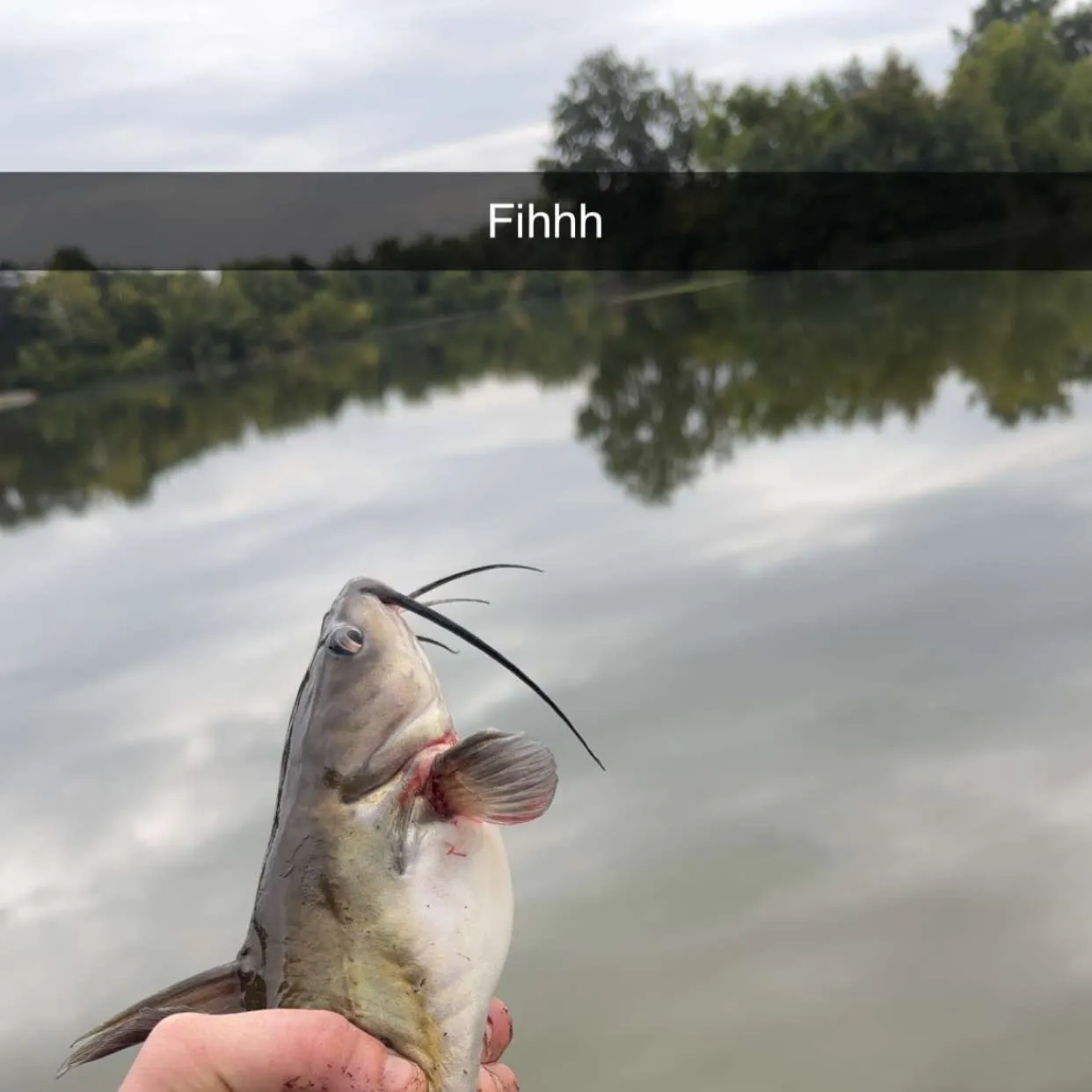 Channel catfish caught on Fishbrain