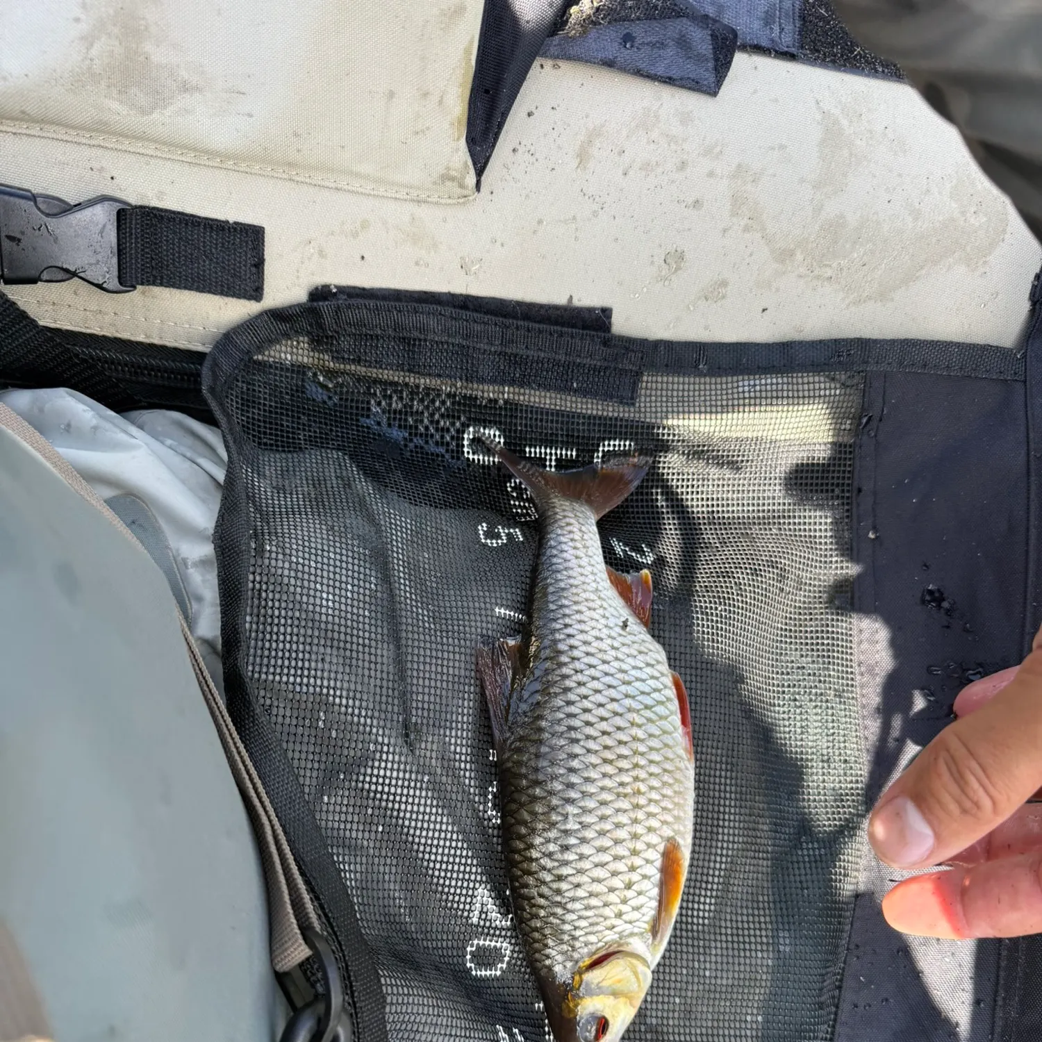 Common roach caught on Fishbrain