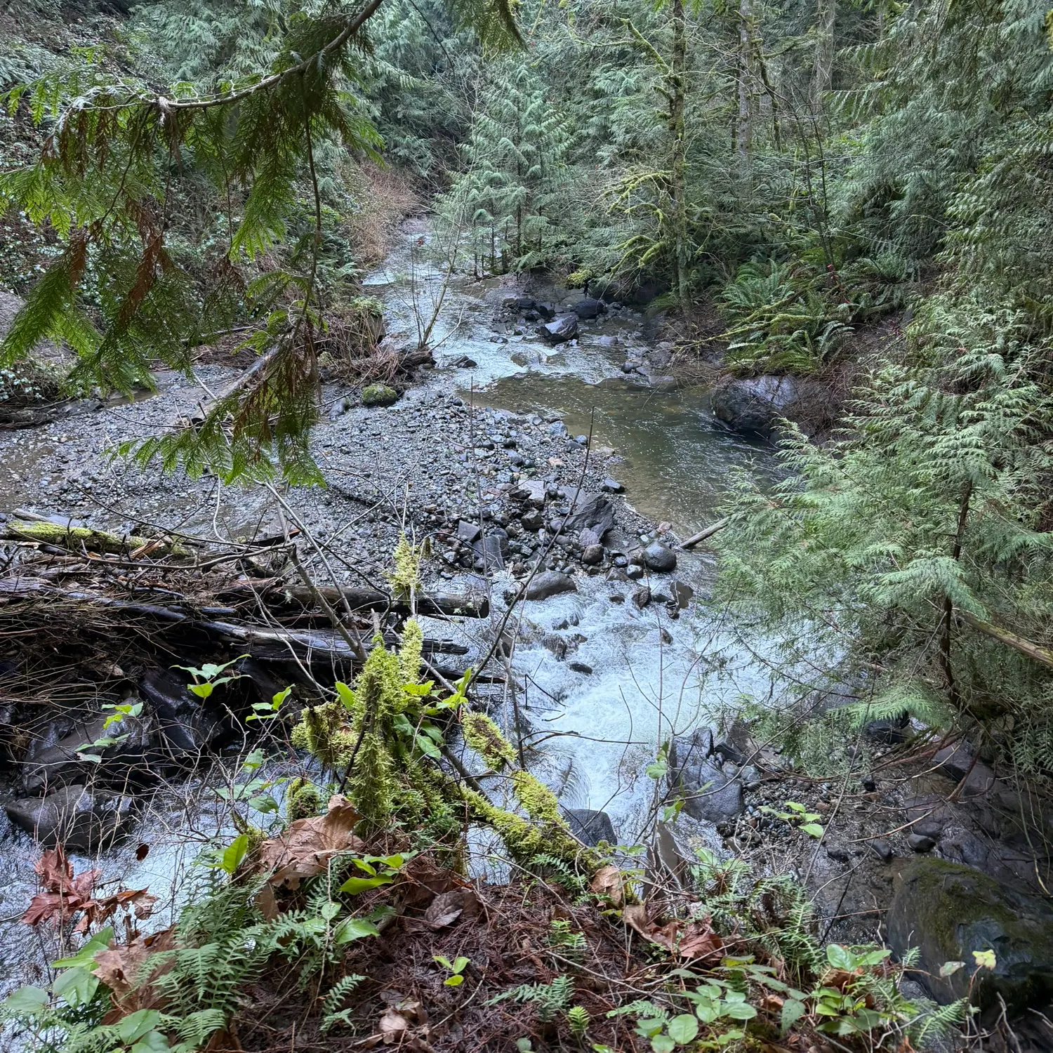 The most recent Coastal cutthroat trout catches on Fishbrain