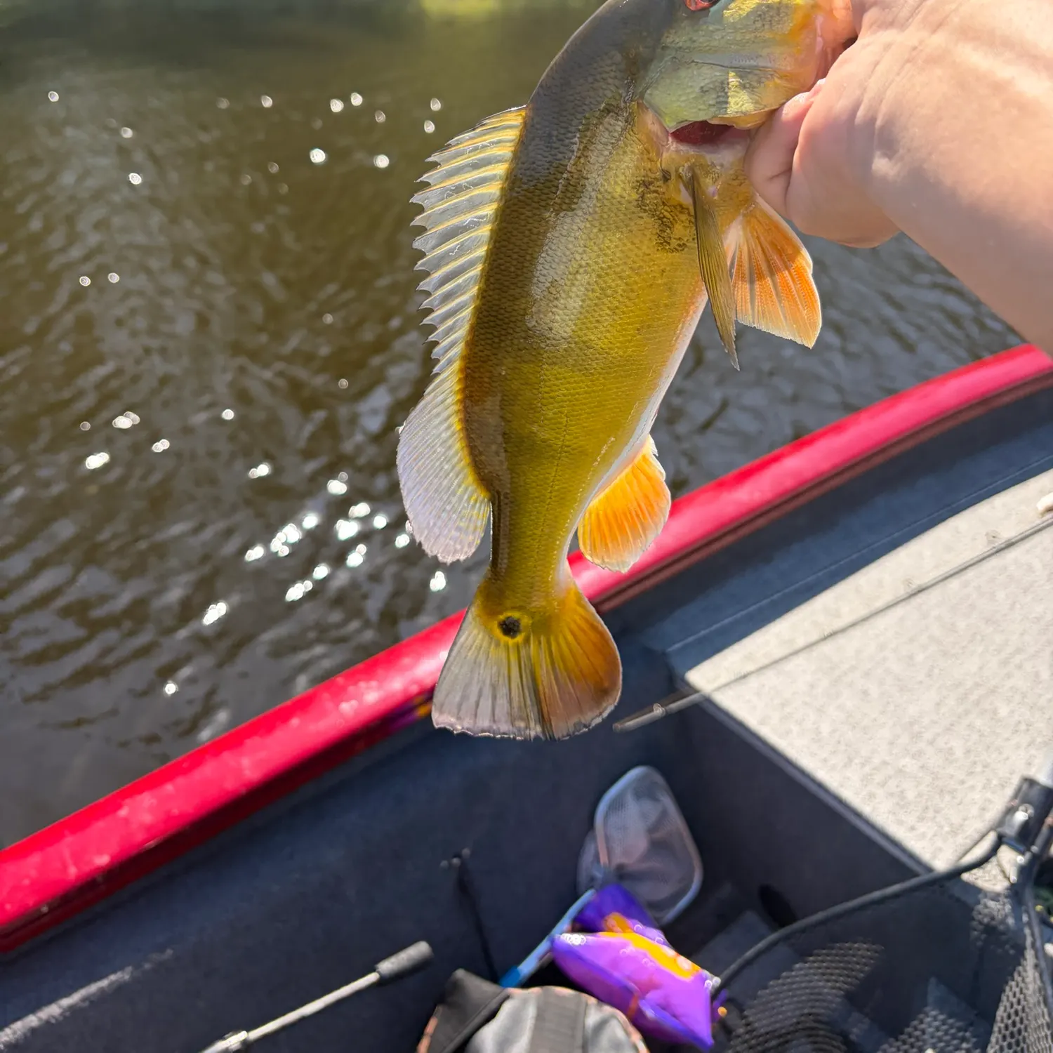 Butterfly peacock bass caught on Fishbrain