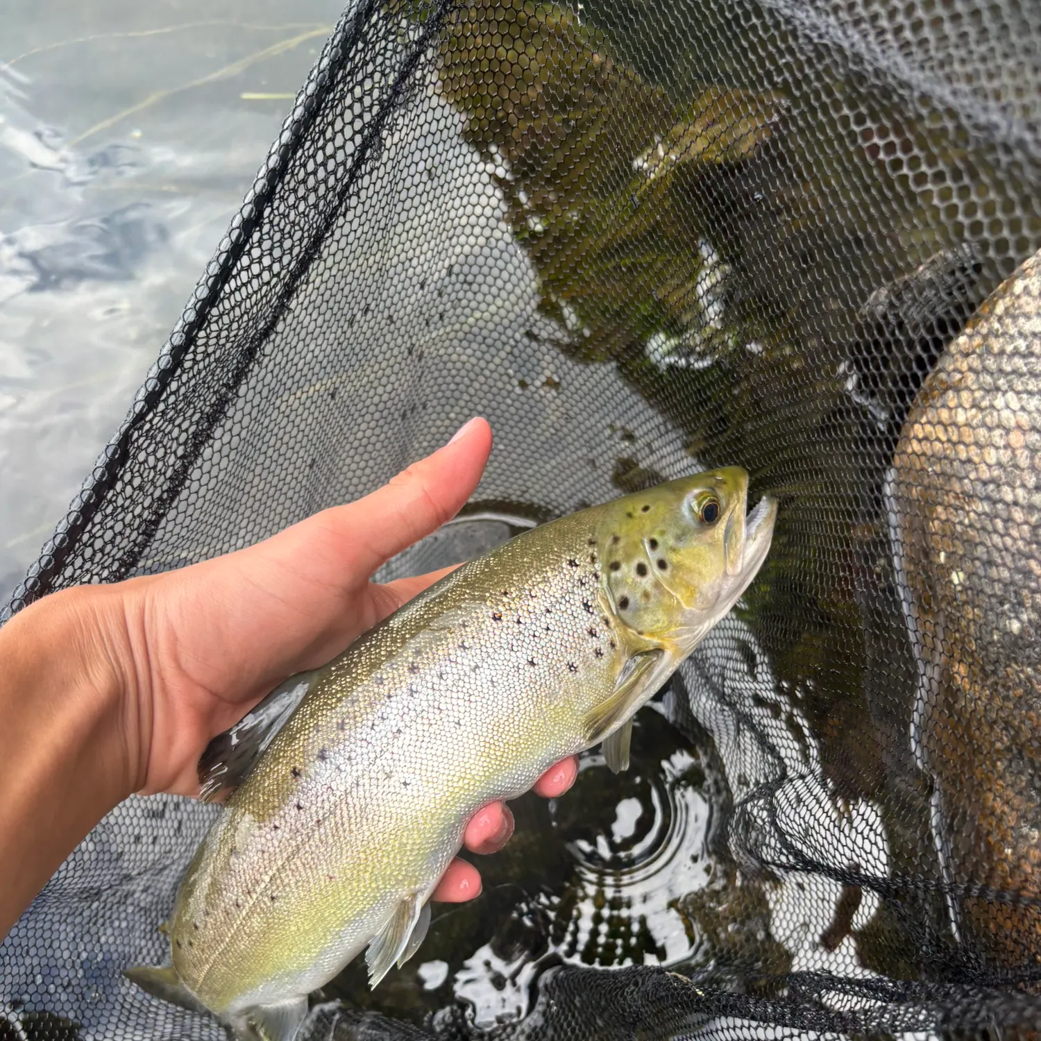 Brown trout caught on Fishbrain