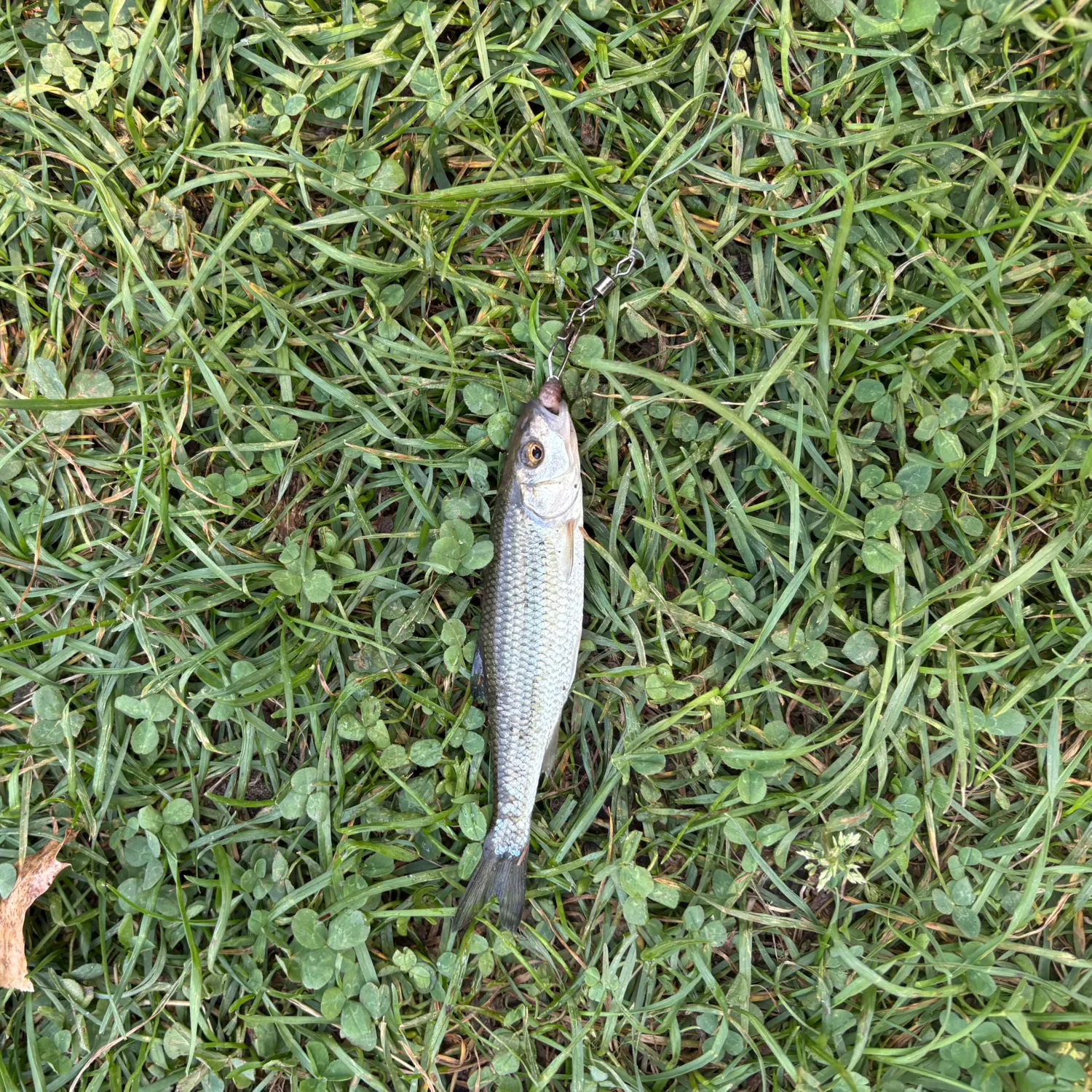 The most recent Fallfish catches on Fishbrain