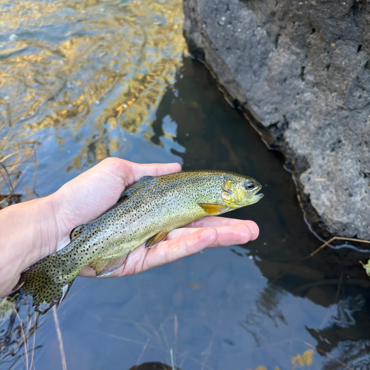 Apache trout caught on Fishbrain