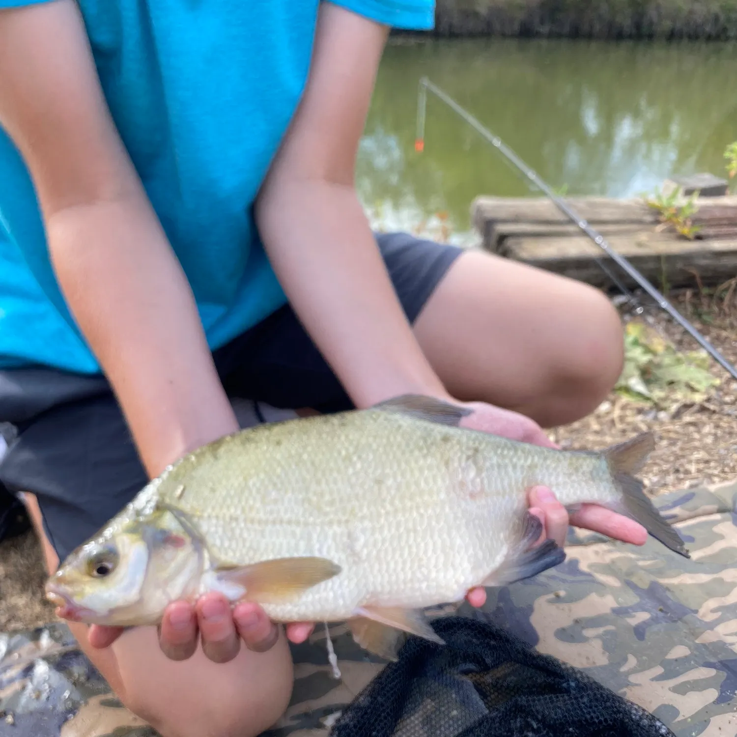 The most recent Common bream catches on Fishbrain