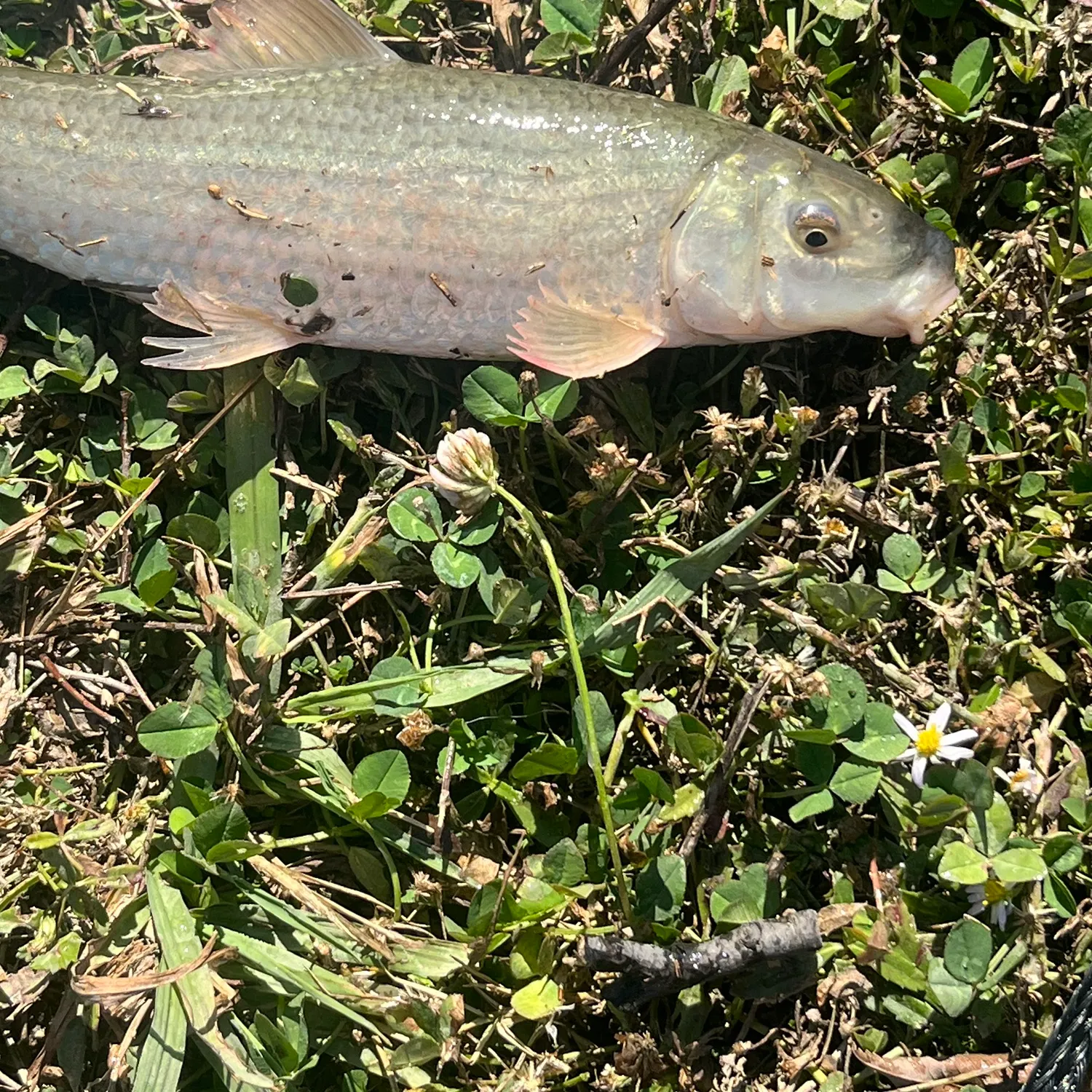 The most recent Gray redhorse catches on Fishbrain