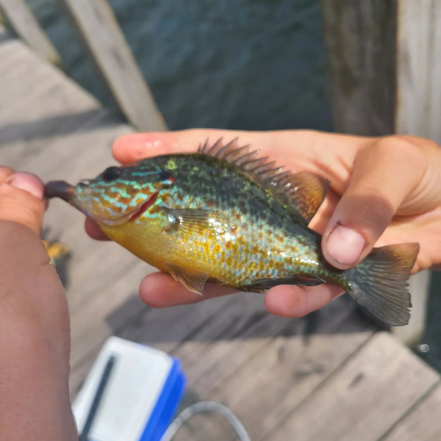 The most recent Orangespotted sunfish catches on Fishbrain