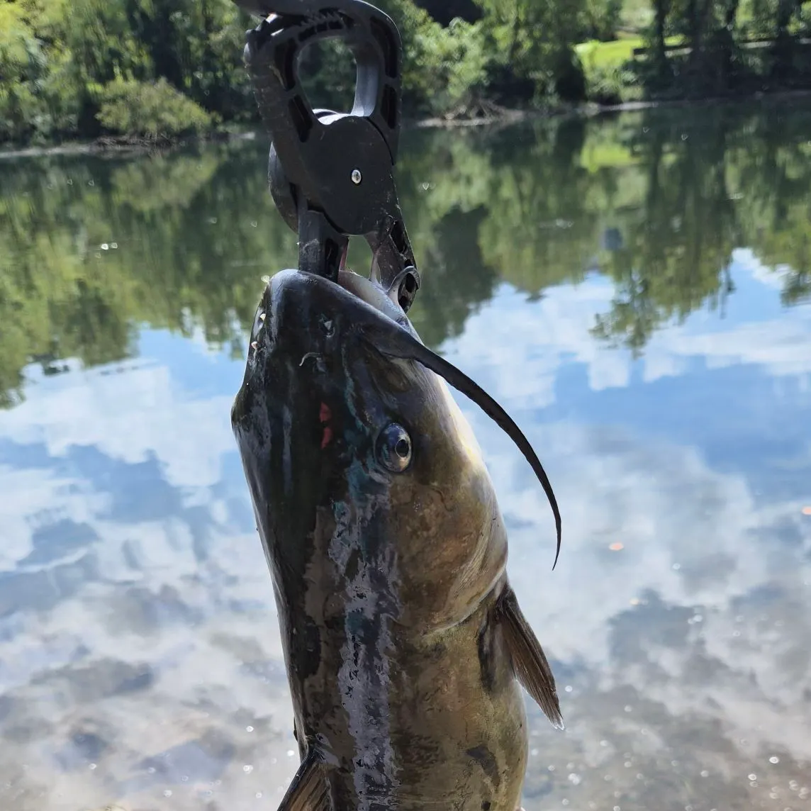 Channel catfish caught on Fishbrain