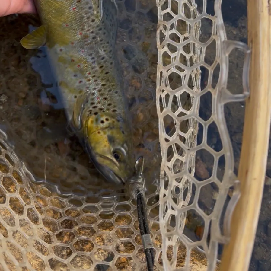 Brown trout caught on Fishbrain