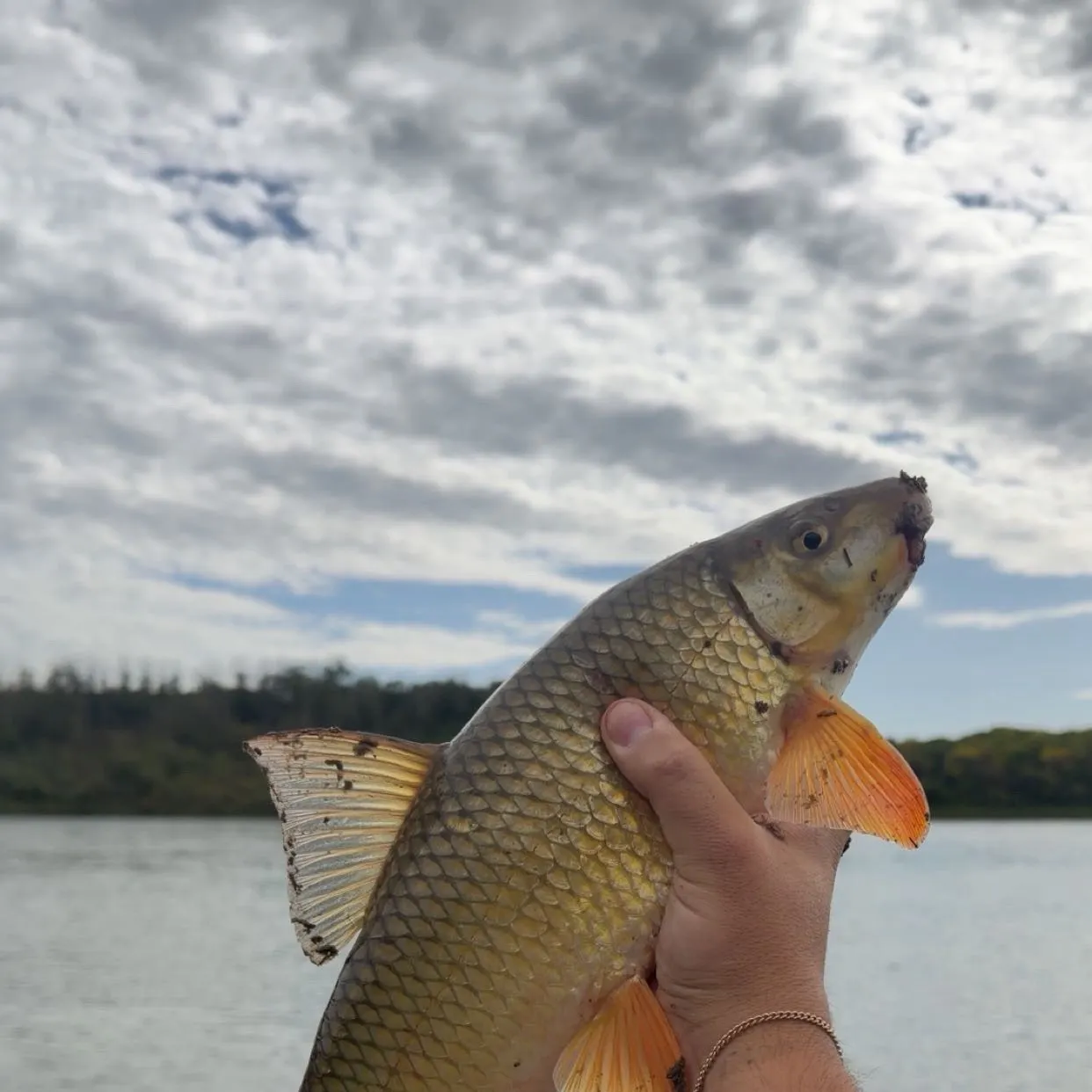 Golden redhorse caught on Fishbrain