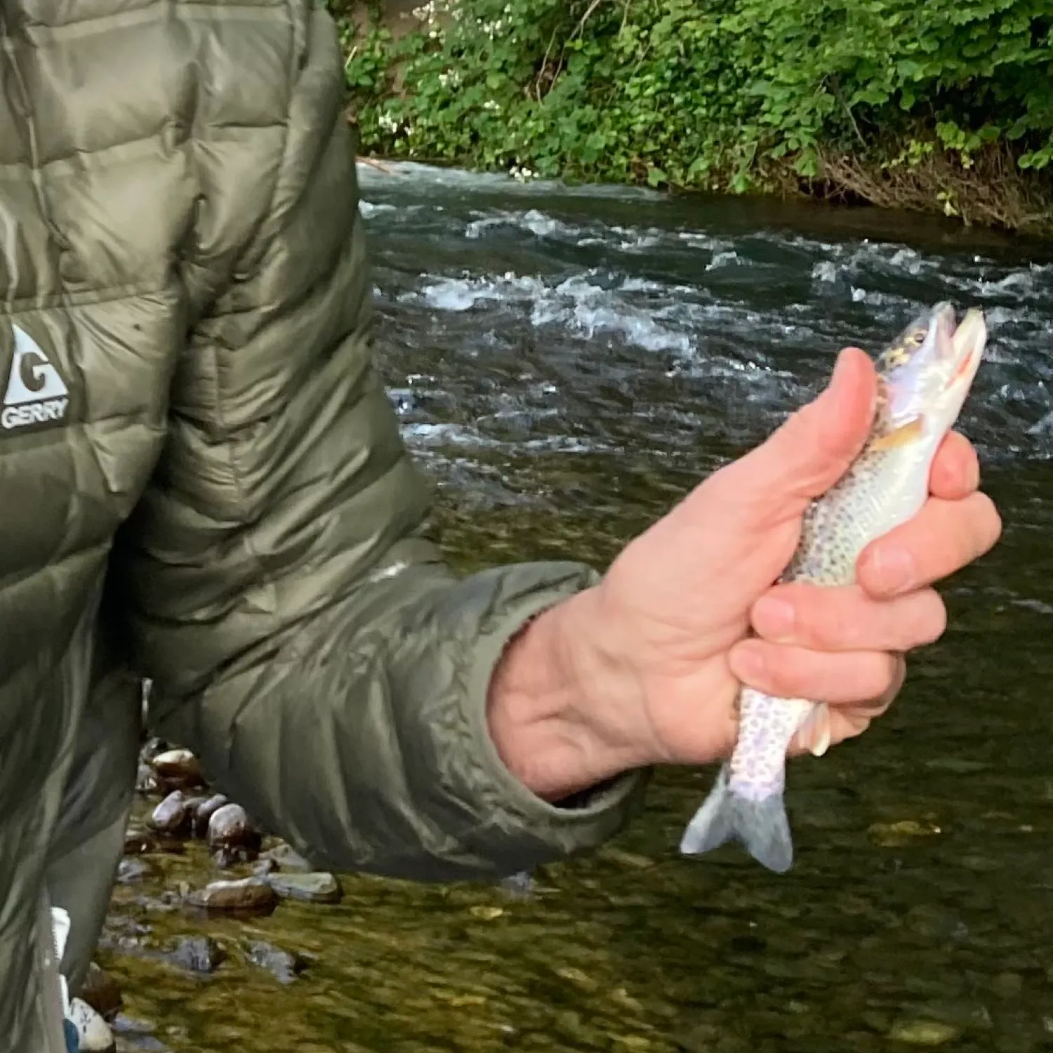 Coastal cutthroat trout caught on Fishbrain