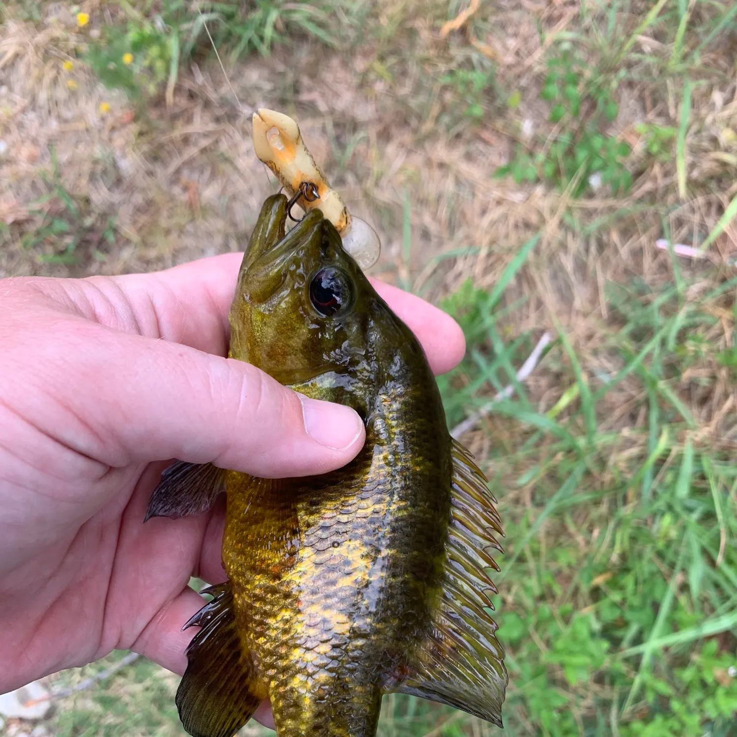 Warmouth caught on Fishbrain