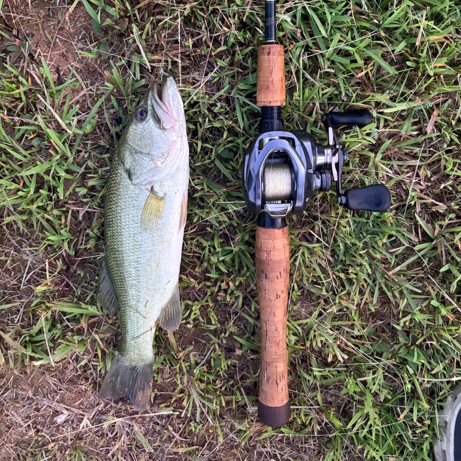 Largemouth bass caught on Fishbrain
