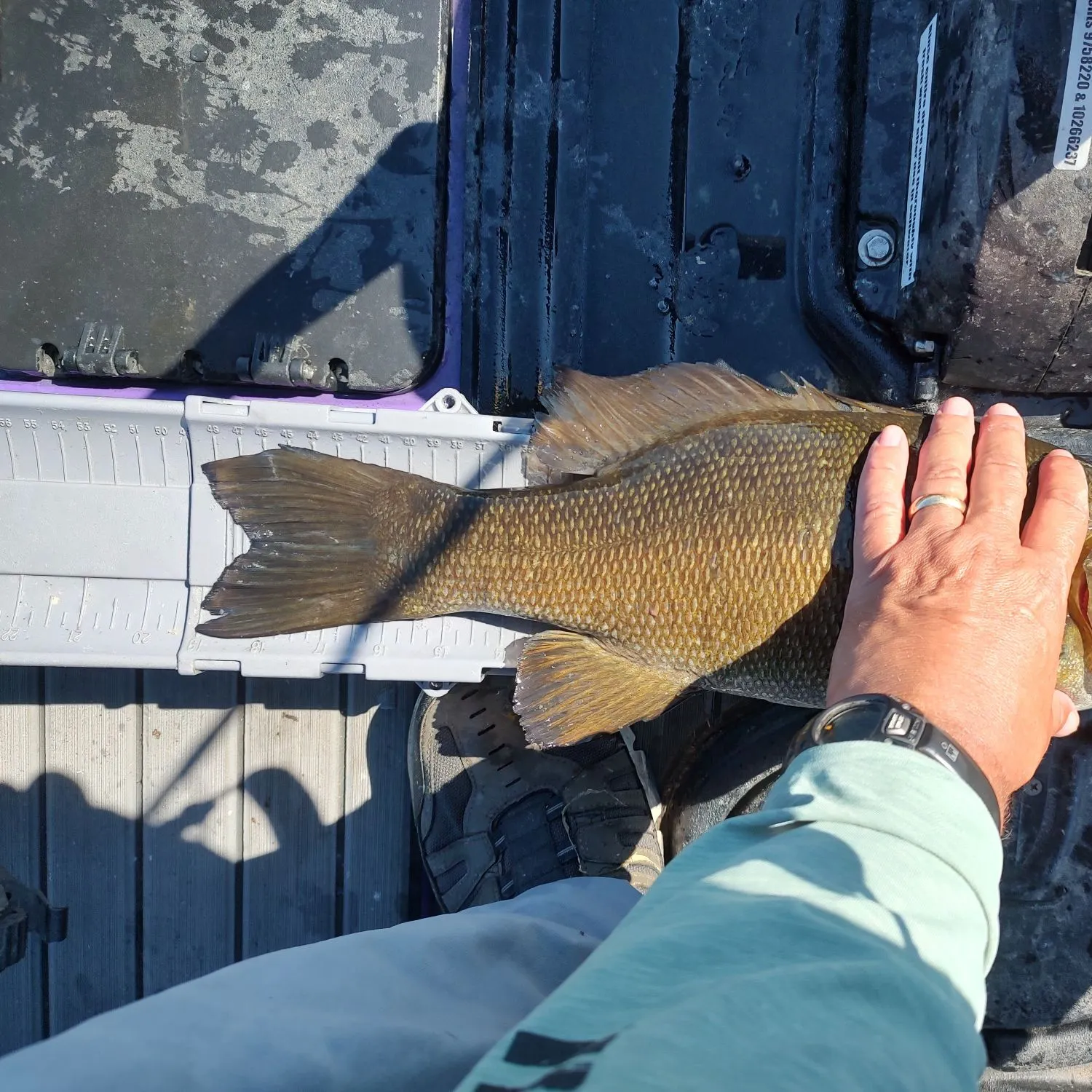 Smallmouth bass caught on Fishbrain