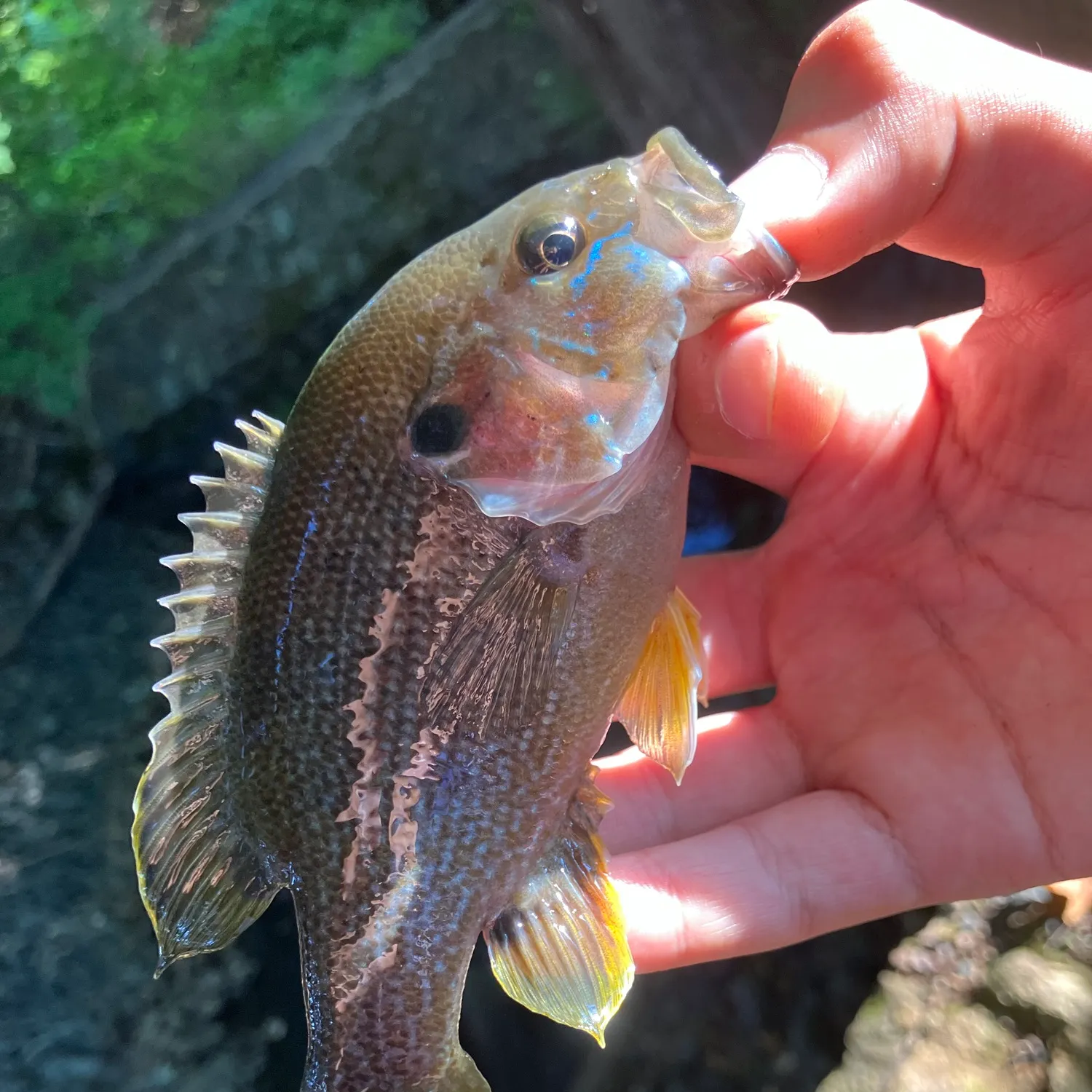 Greengill hybrid caught on Fishbrain
