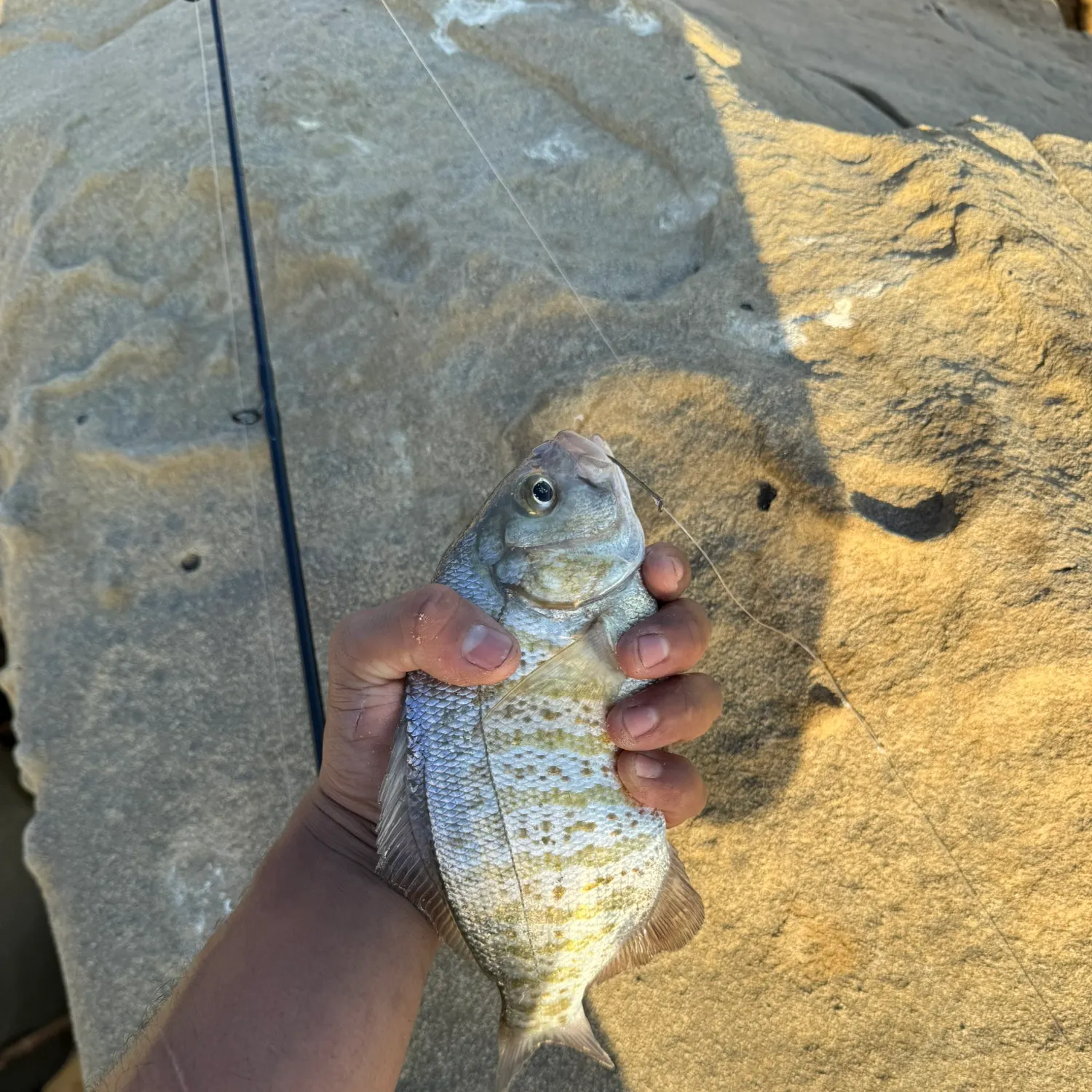 Barred surfperch caught on Fishbrain