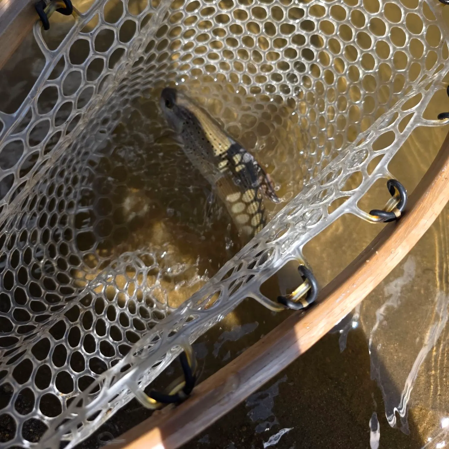 Arctic grayling caught on Fishbrain