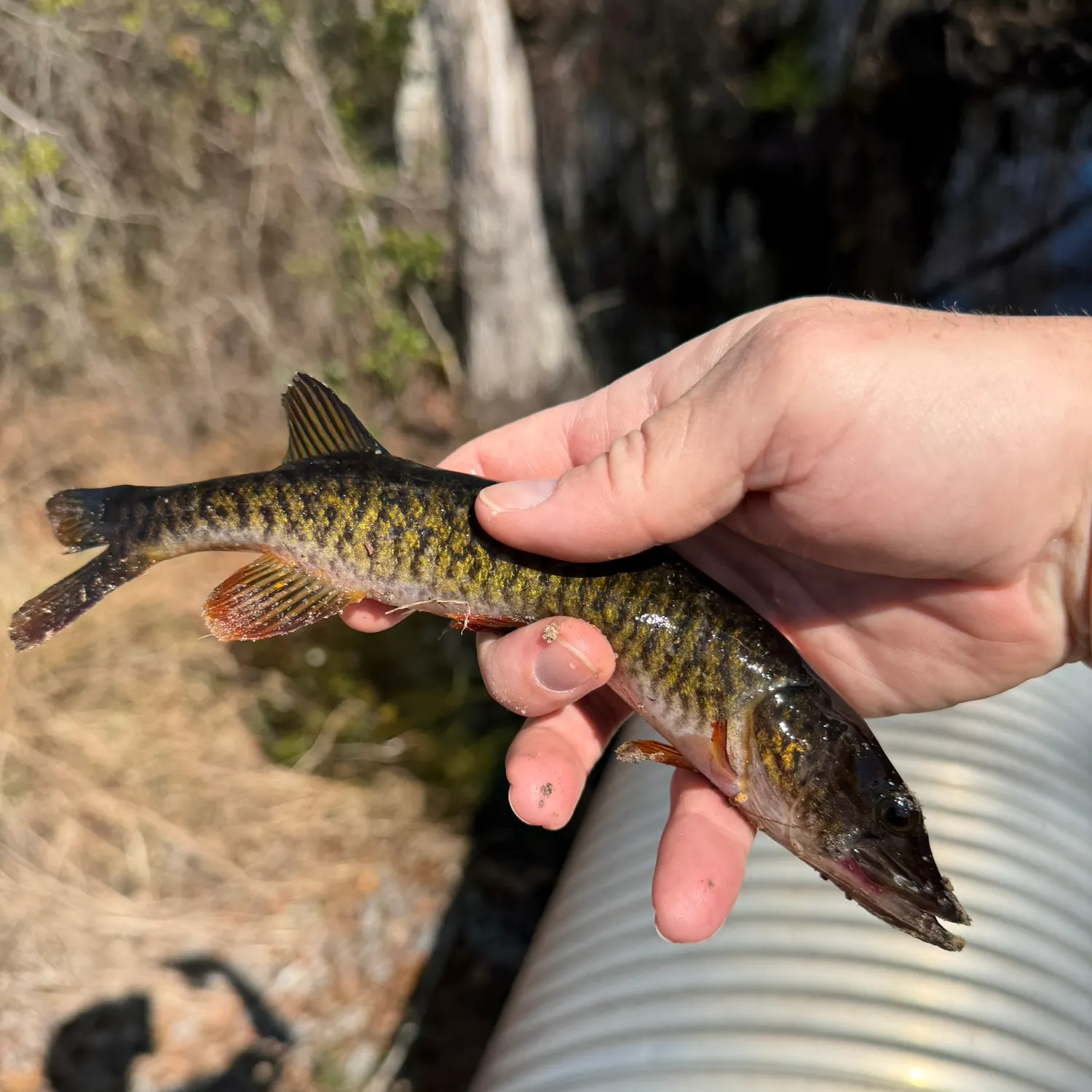 The most recent Redfin pickerel catches on Fishbrain