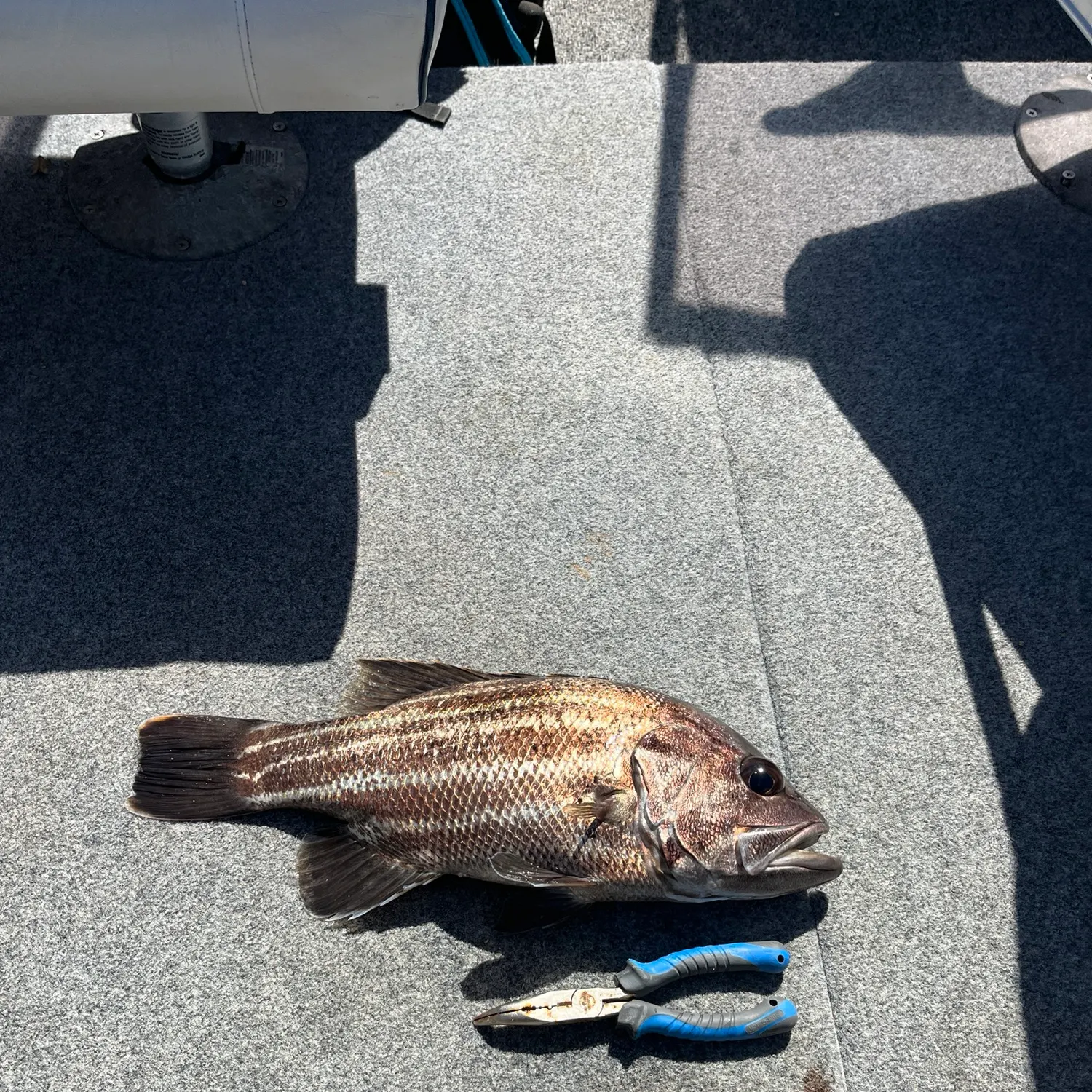 The most recent Westralian jewfish catches on Fishbrain