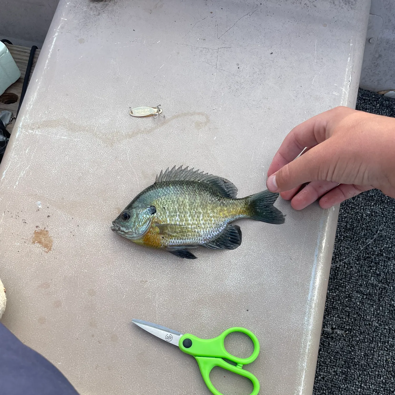 Bluegill caught on Fishbrain