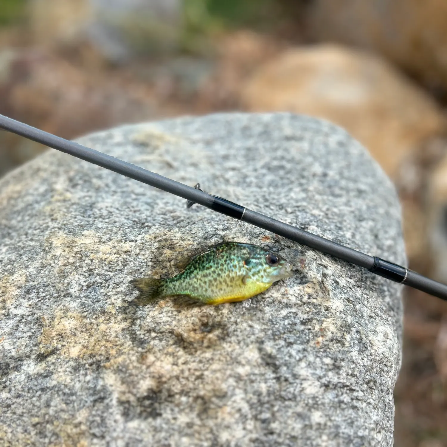 The most recent Orangespotted sunfish catches on Fishbrain