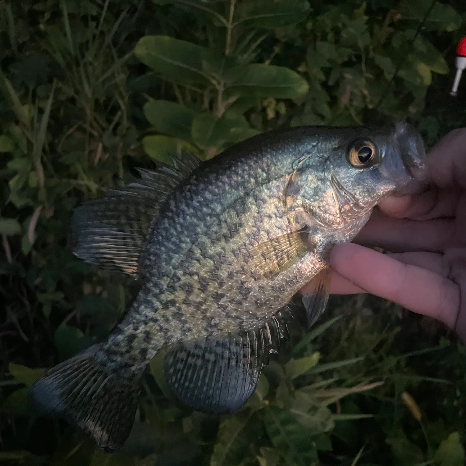 Black crappie caught on Fishbrain