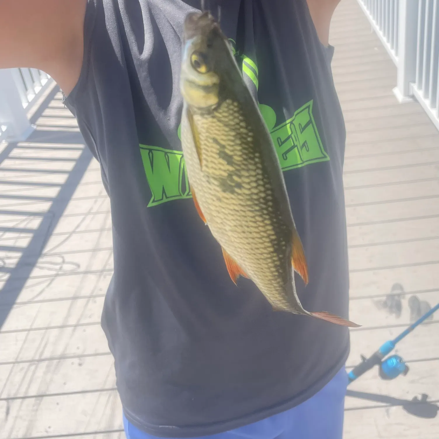 The most recent Golden shiner catches on Fishbrain