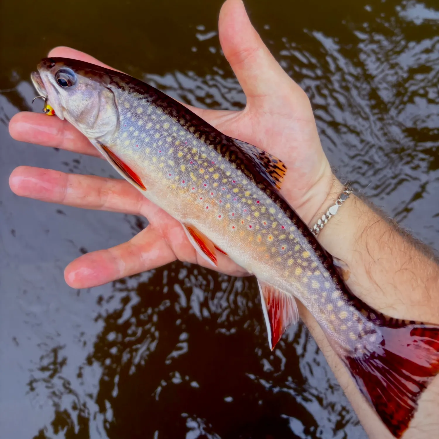 Brook trout caught on Fishbrain