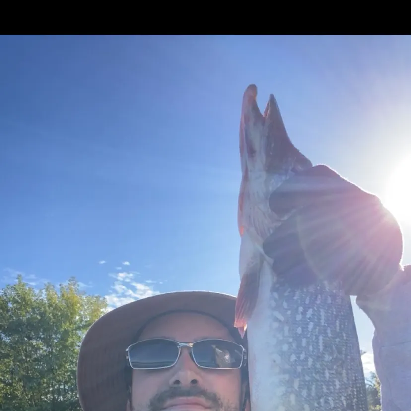 The most recent Northern pike catches on Fishbrain
