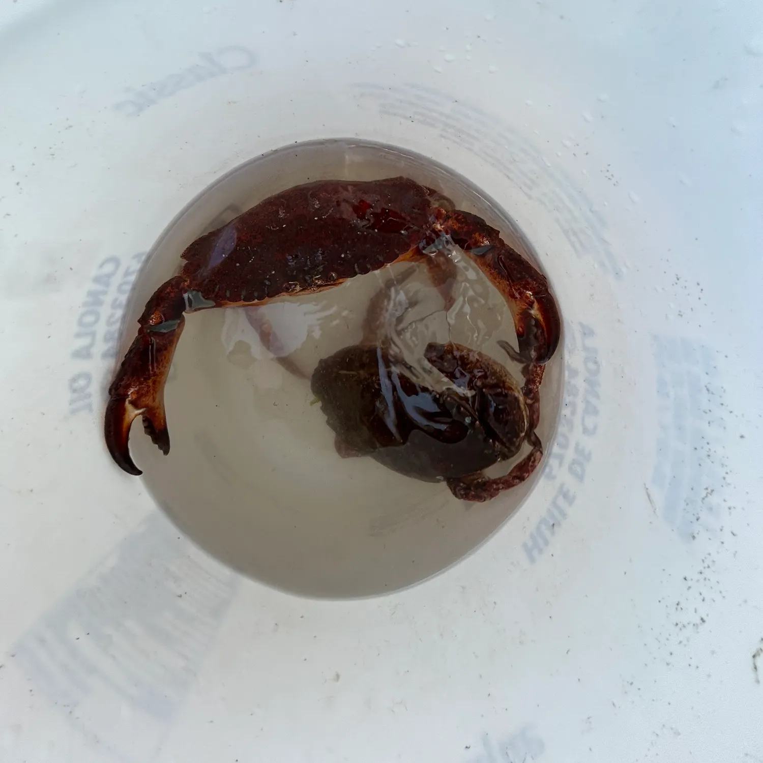 The most recent Dungeness crab catches on Fishbrain
