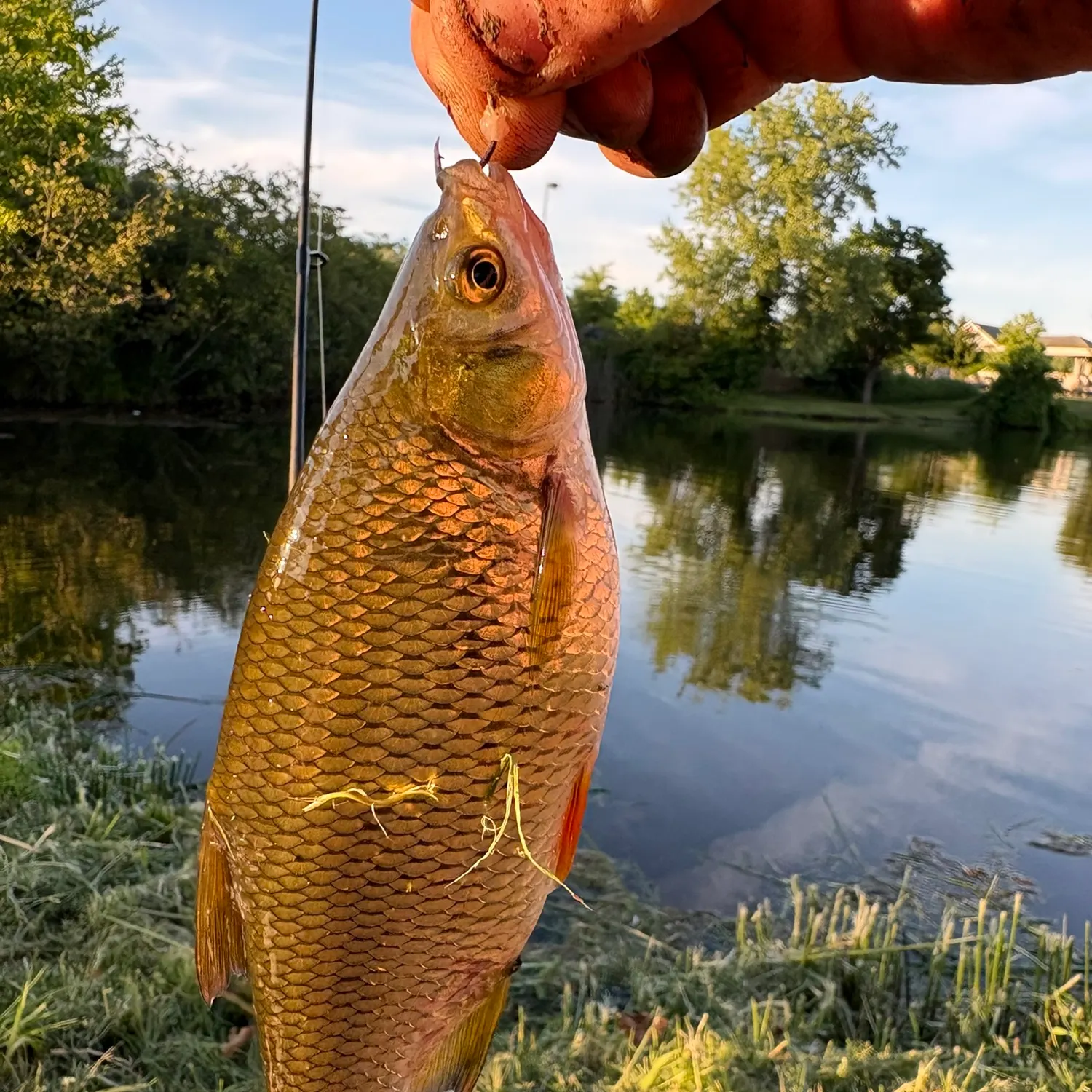 Fish caught on Fishbrain