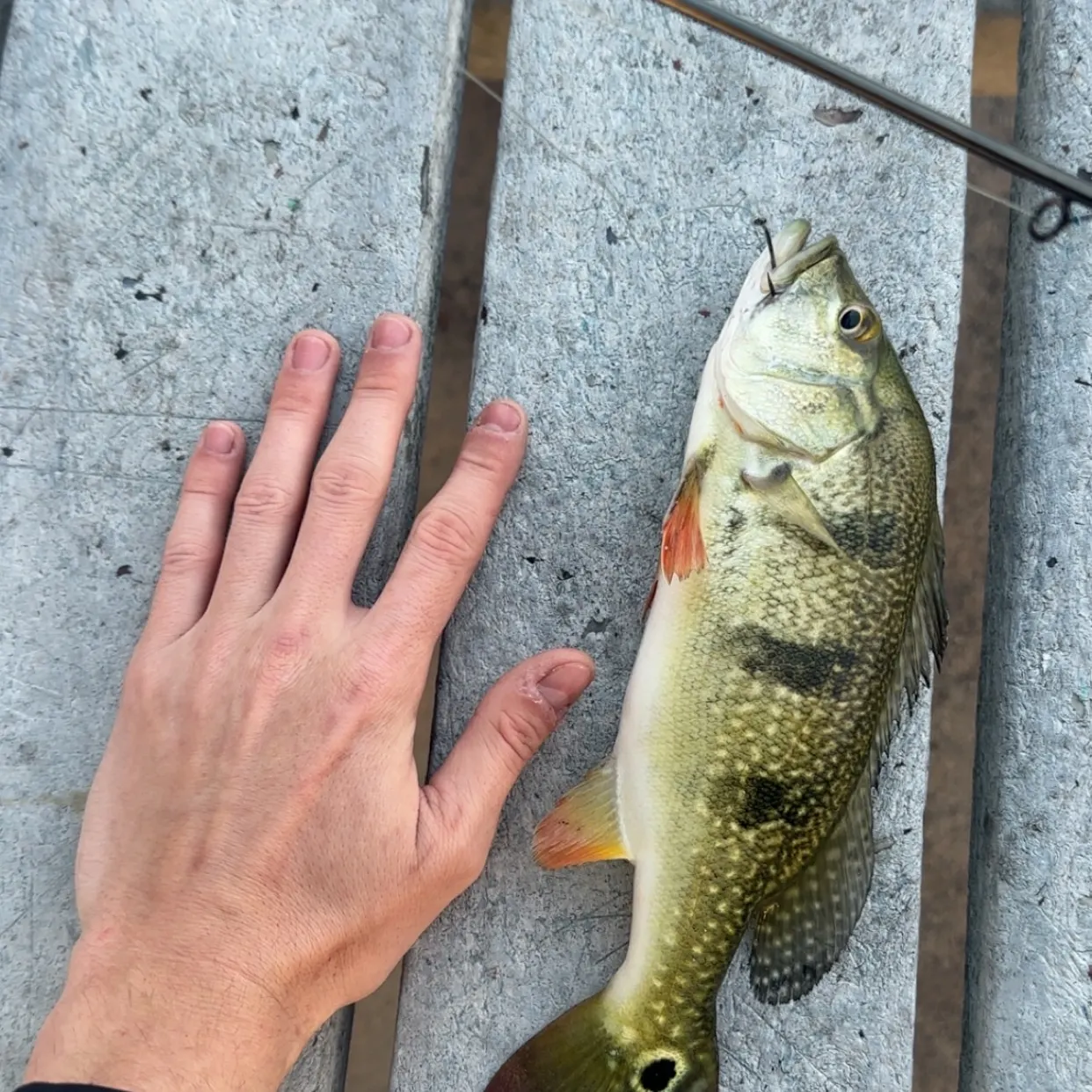 recently logged catches