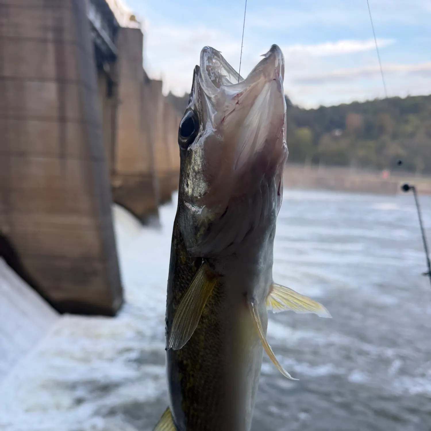 Walleye caught on Fishbrain