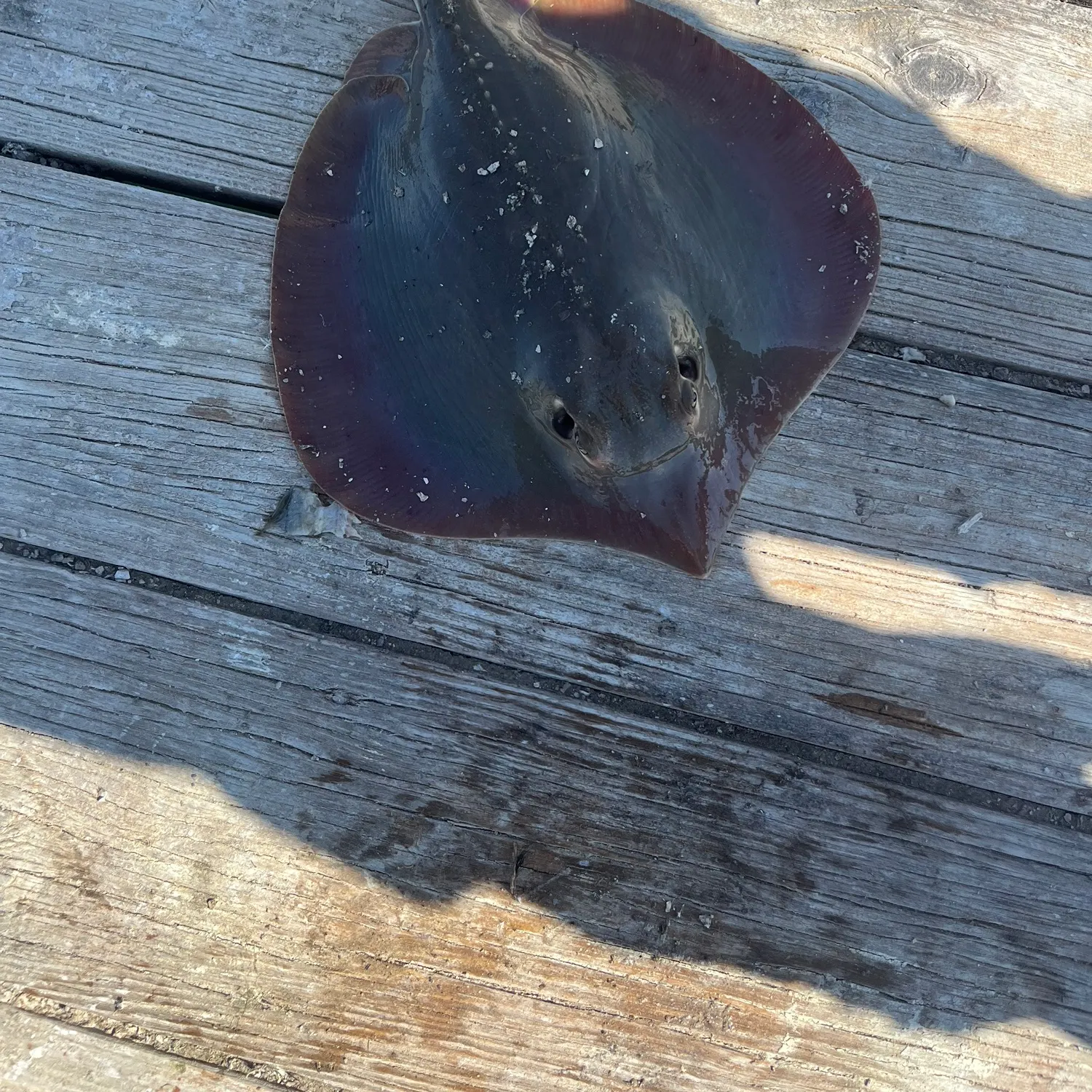 Starry ray caught on Fishbrain