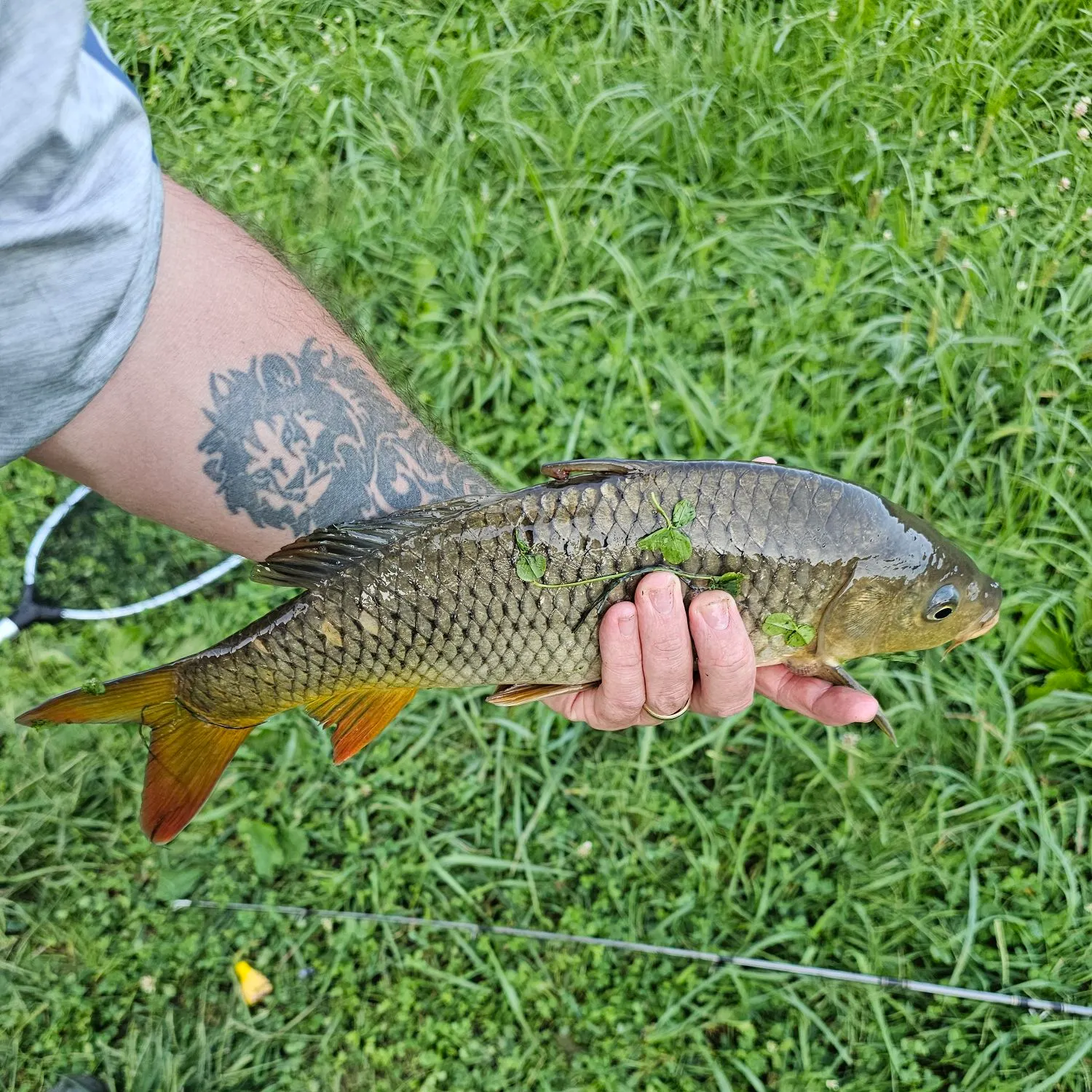 Common carp caught on Fishbrain