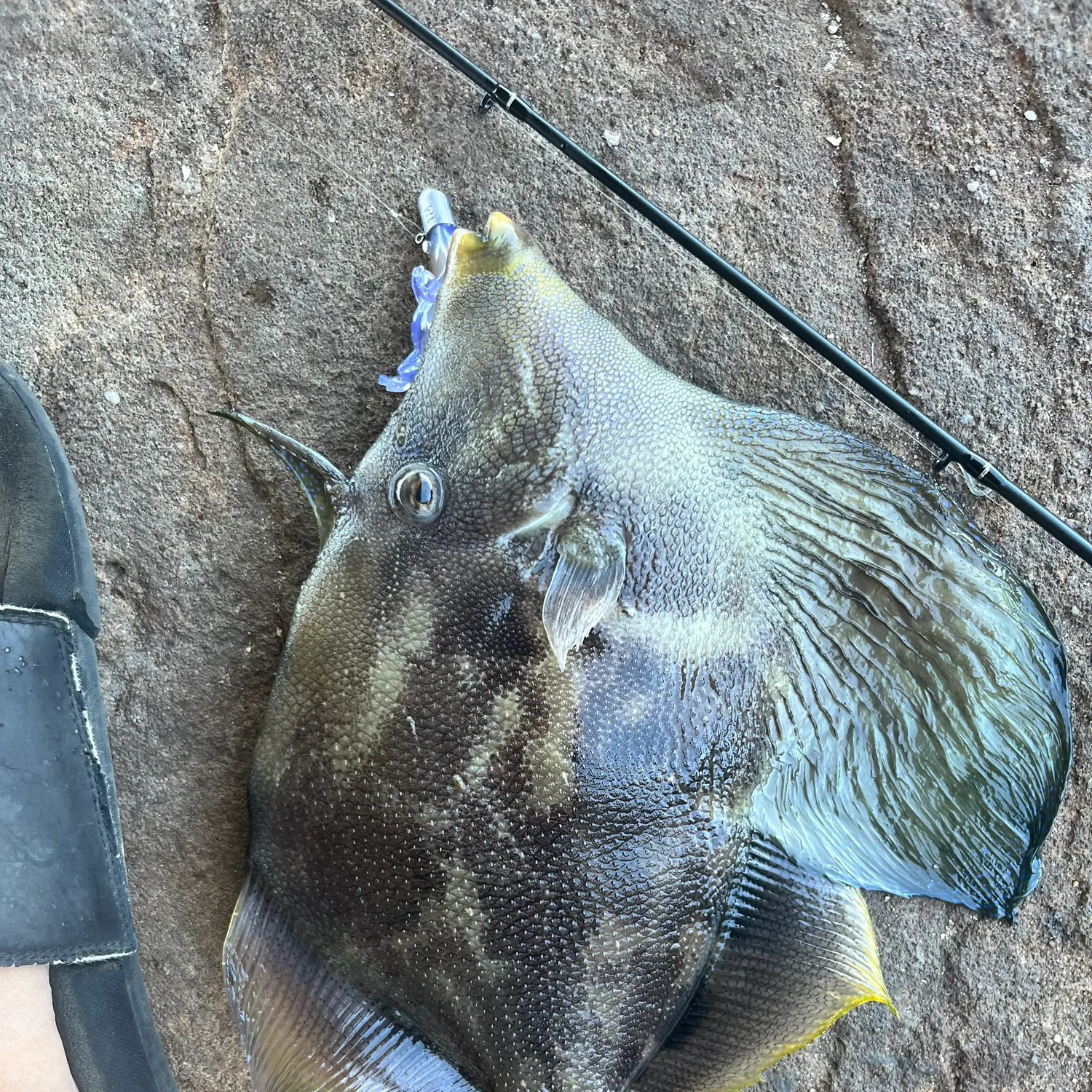 The most recent Fan-bellied leatherjacket catches on Fishbrain