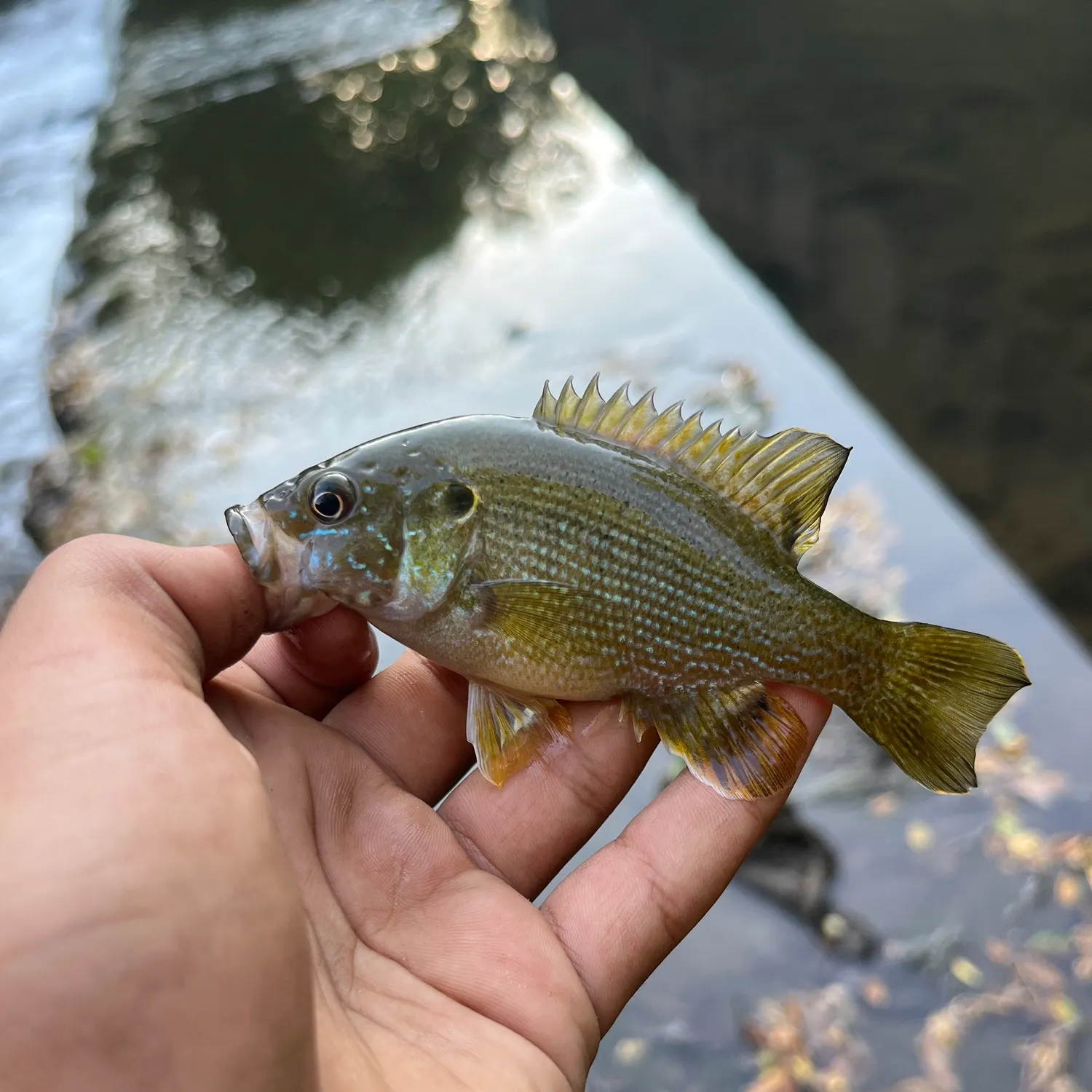 Green sunfish caught on Fishbrain